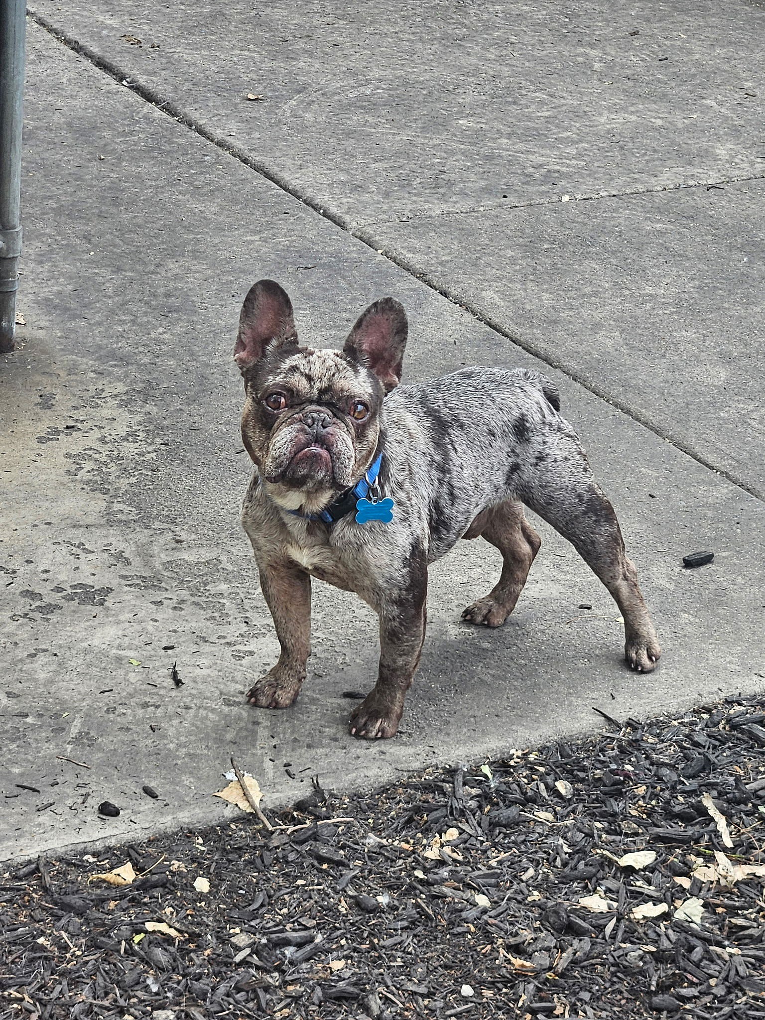 Frankie - French Bulldog