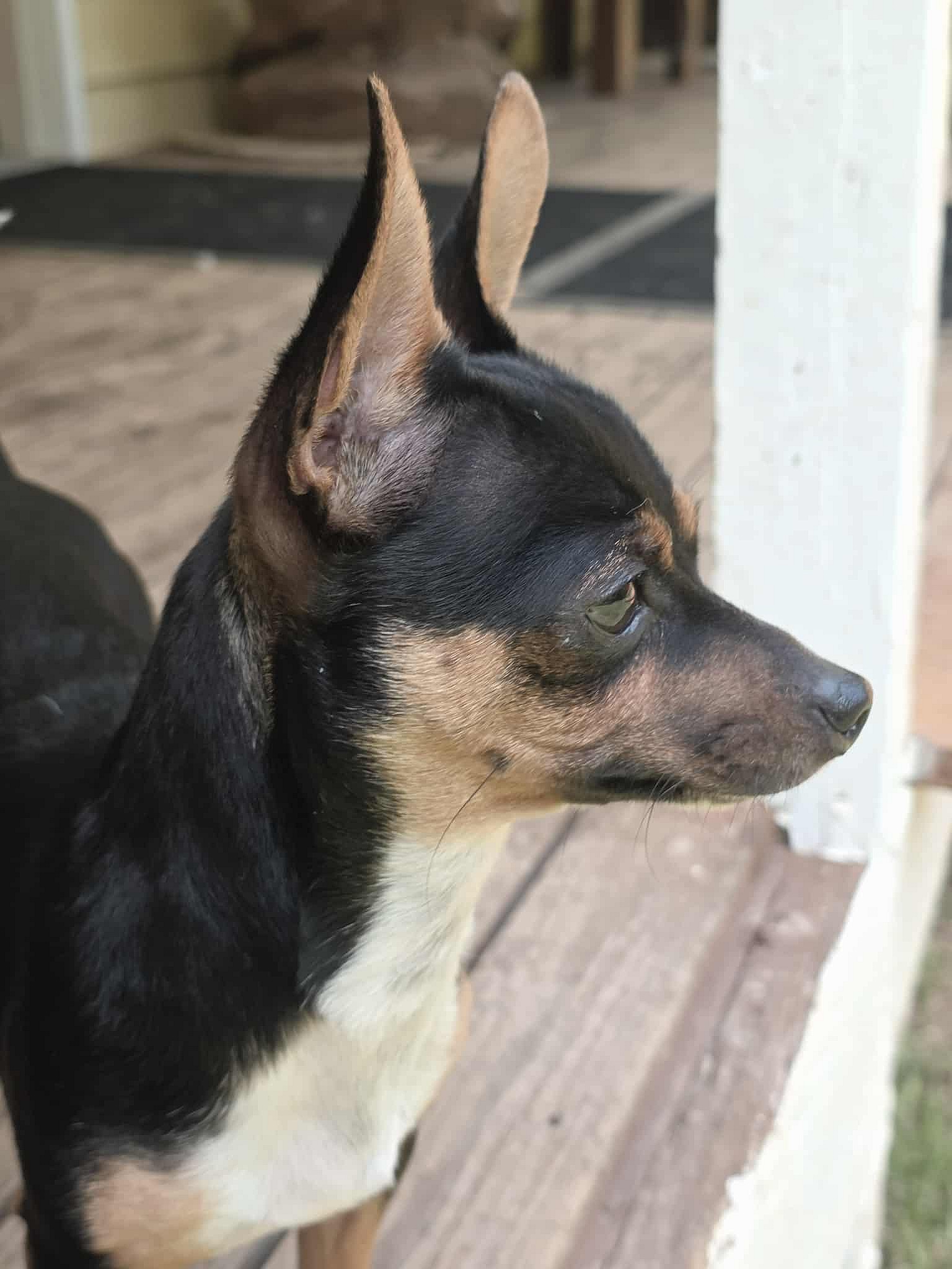 Trixie a young Chihuahua - Chihuahua