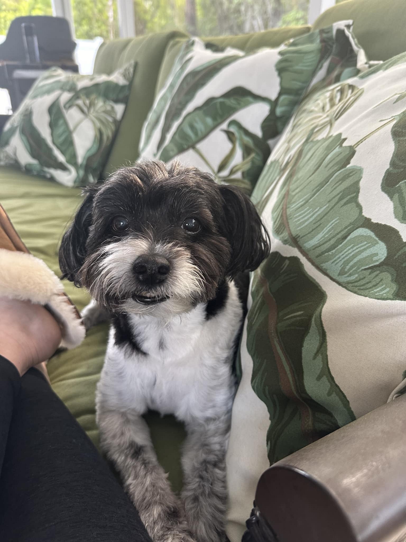 Oliver - M - Pomeranian