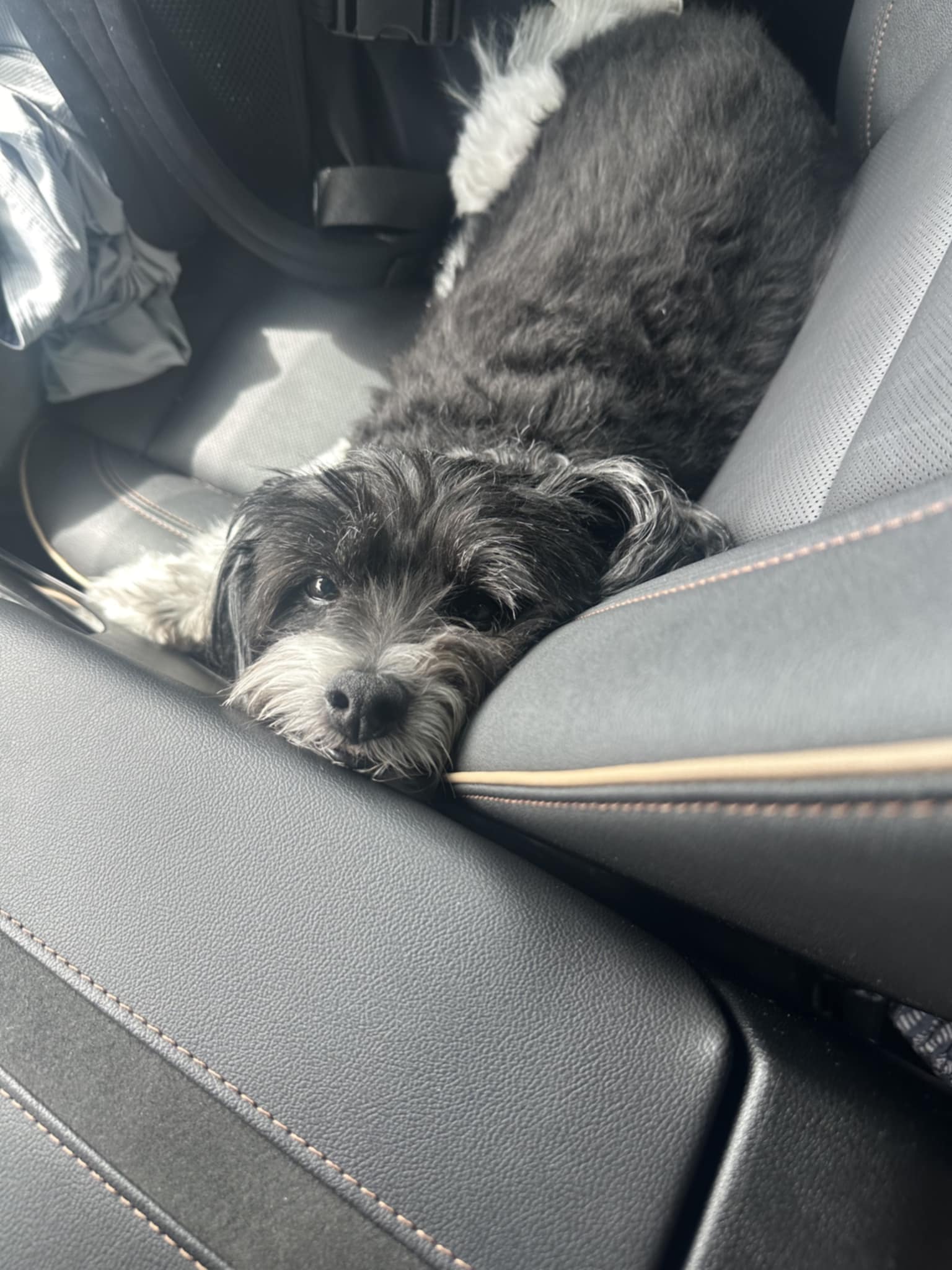 Oliver - M - Pomeranian