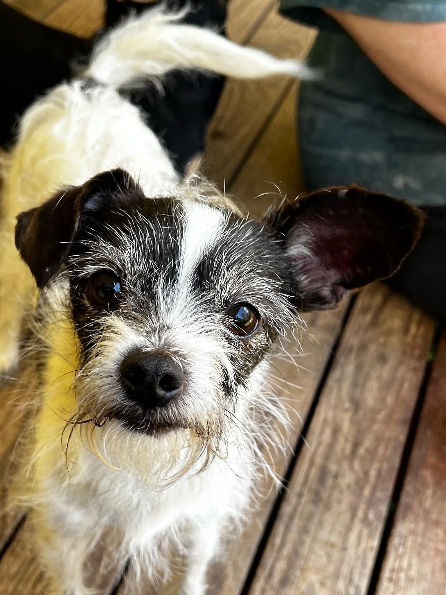 Leo a (Chihuahua-fox Terrier) Male - Chihuahua