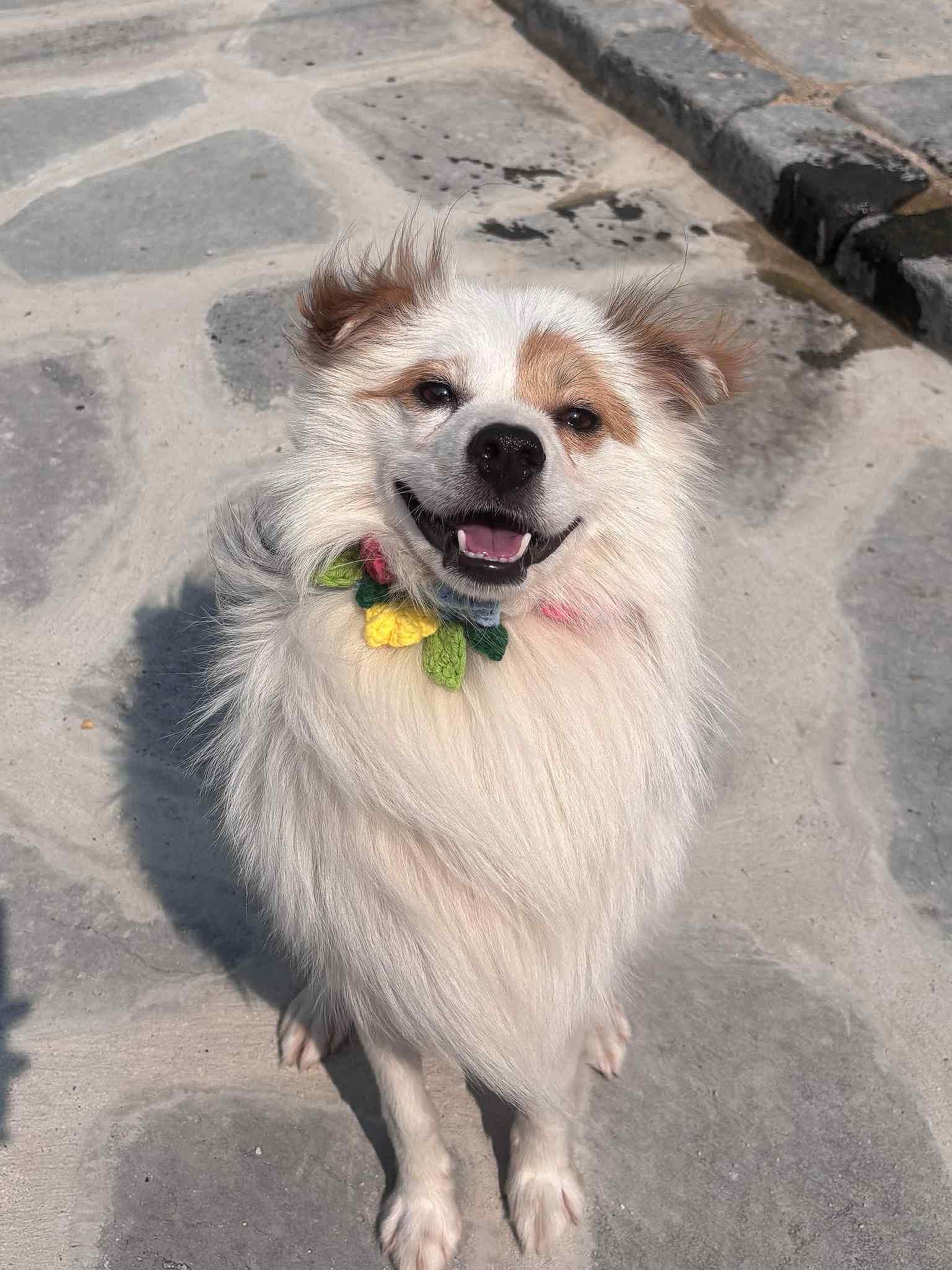 BENTLEY - Cavalier King Charles Spaniel