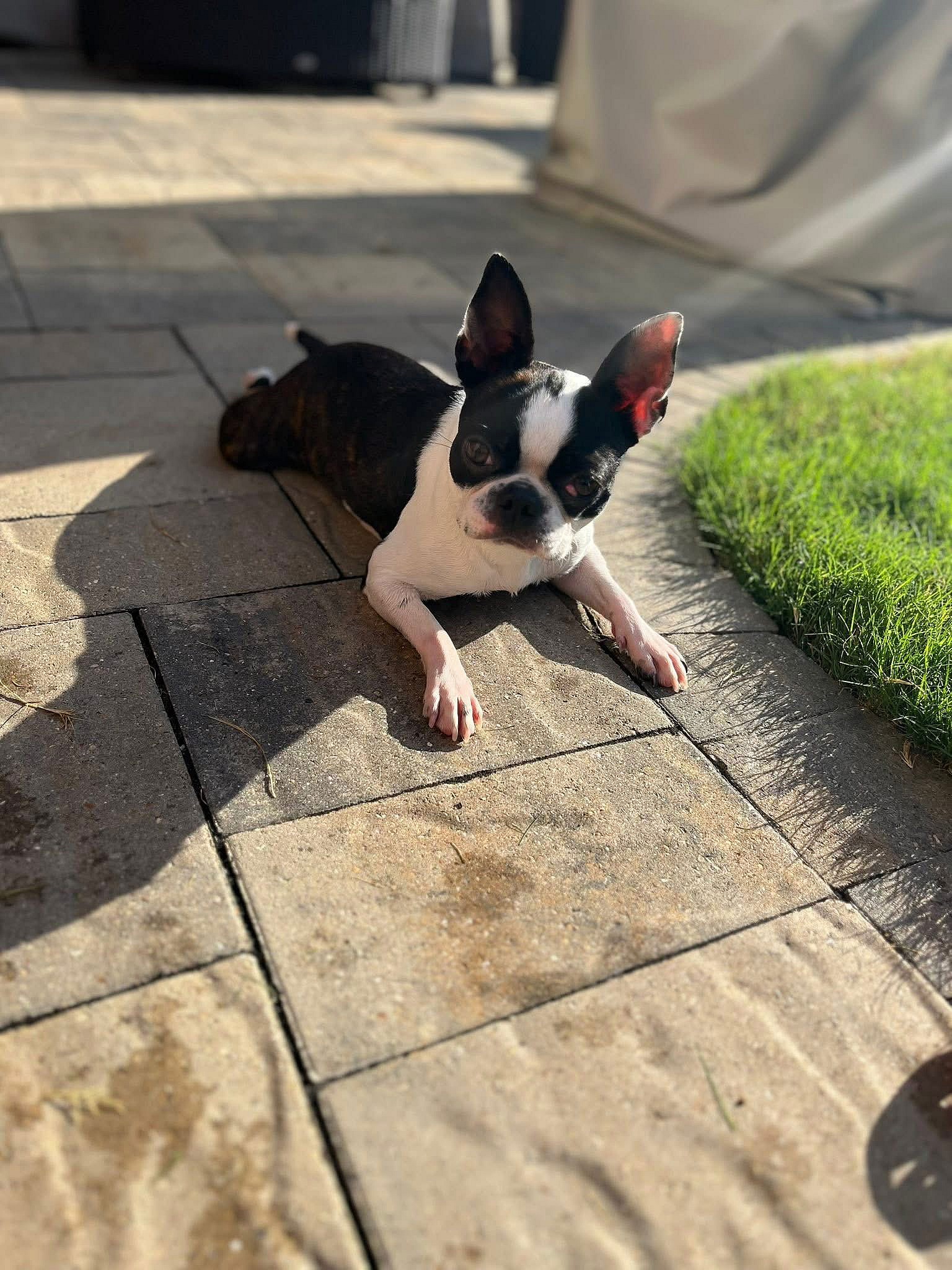 Lady - Boston Terrier