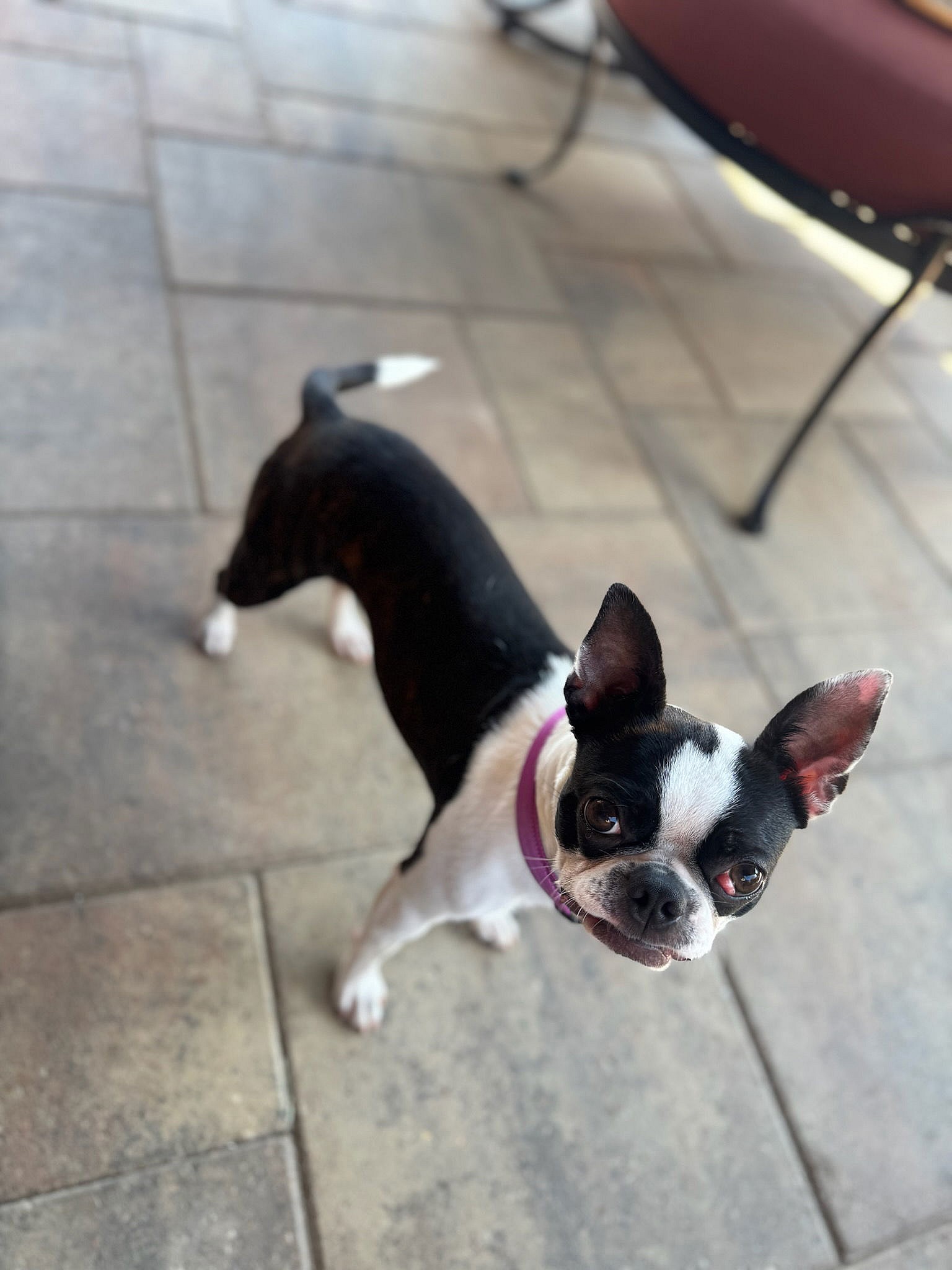 Lady - Boston Terrier