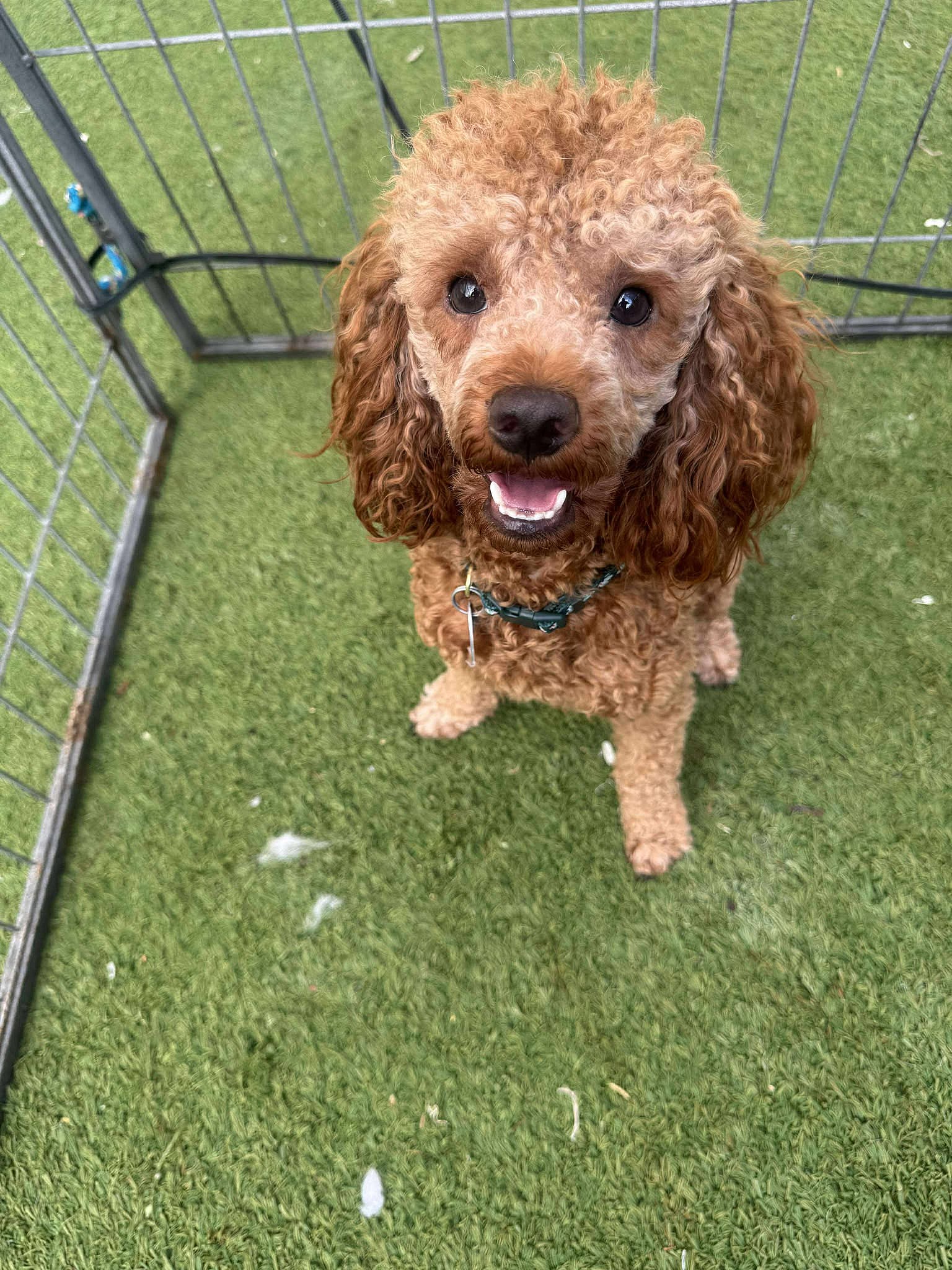 Blue Boy - Poodle (Miniature)