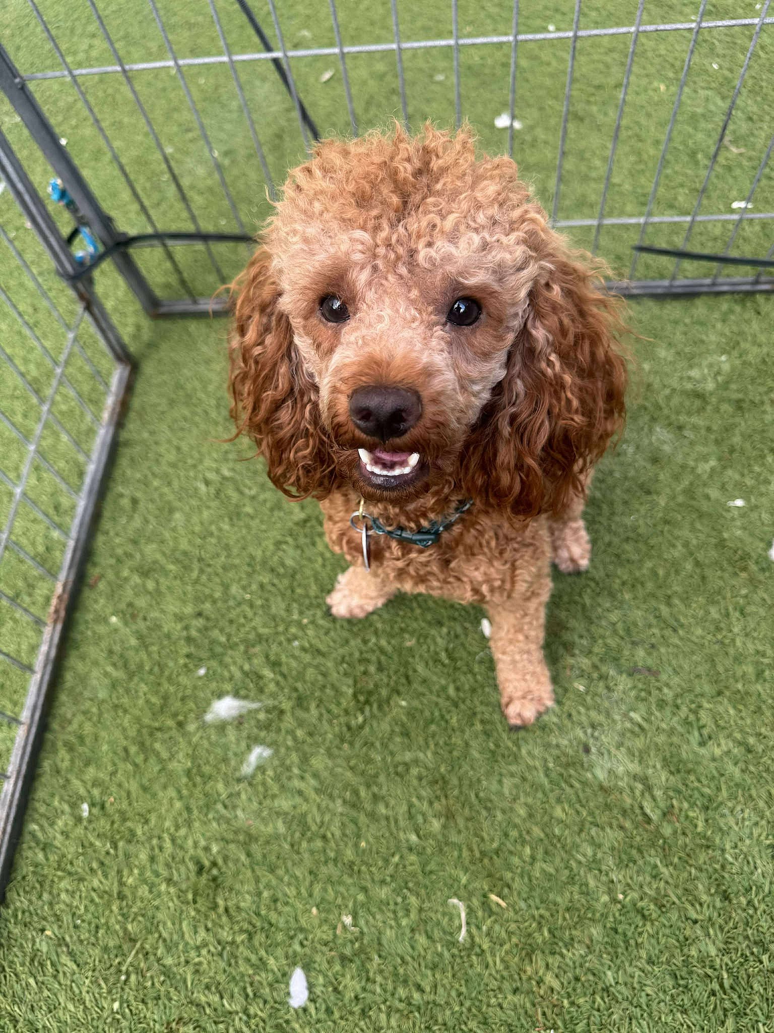 Blue Boy - Poodle (Miniature)