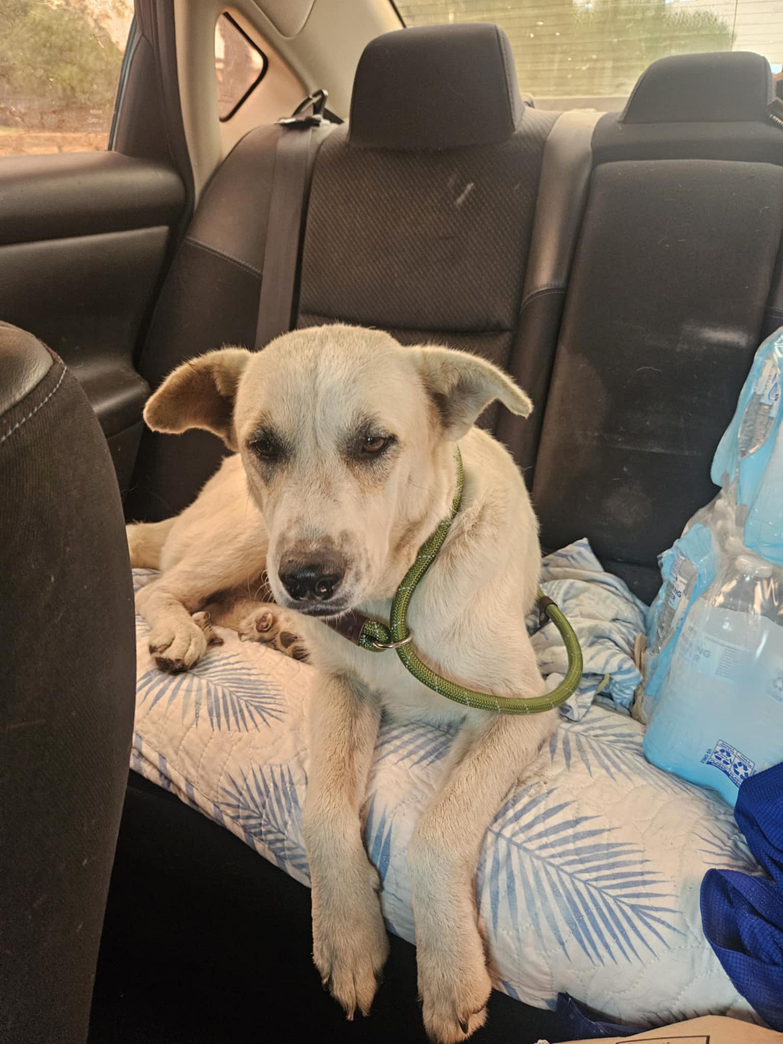 Pearl - Great Pyrenees