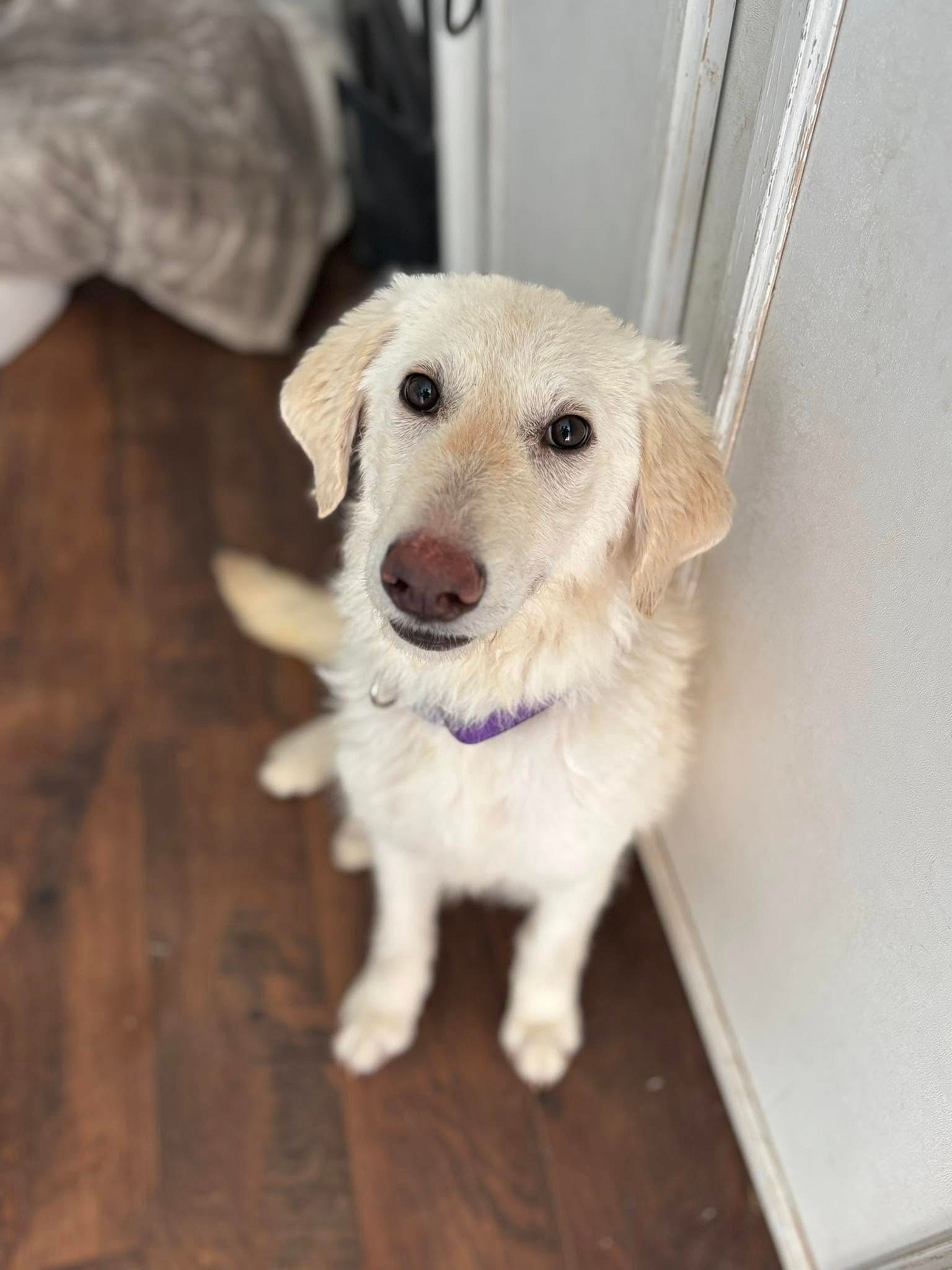 Halo - Labrador Retriever