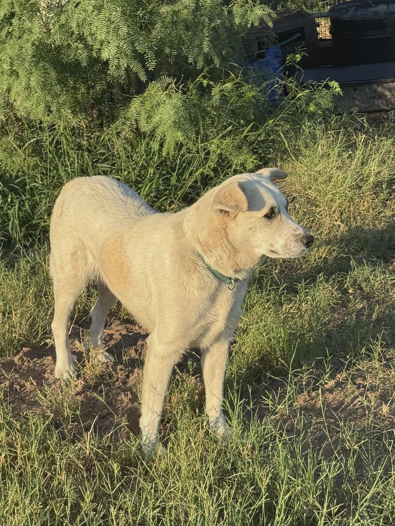 Pearl - Great Pyrenees
