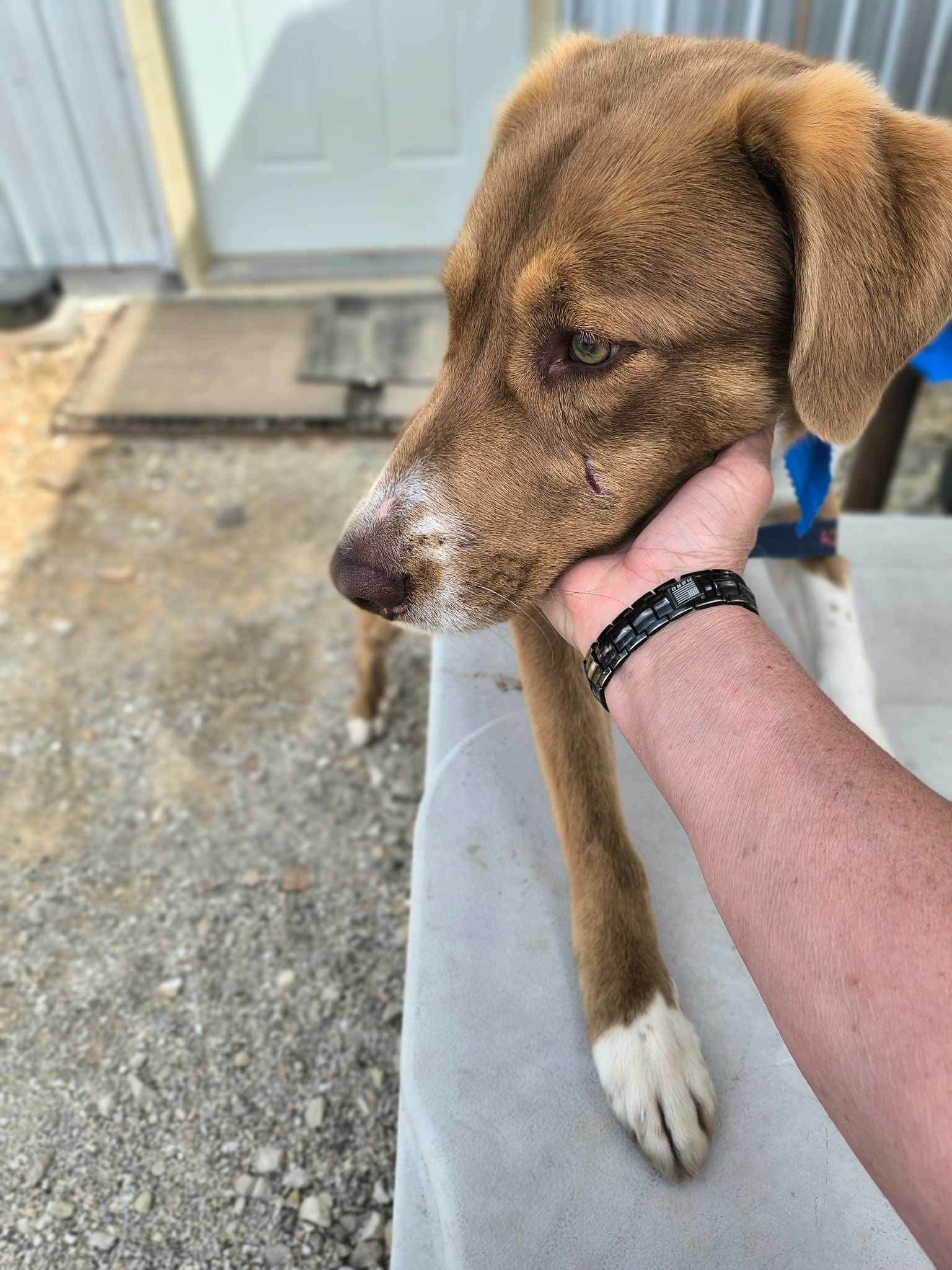 Georgie - Australian Shepherd