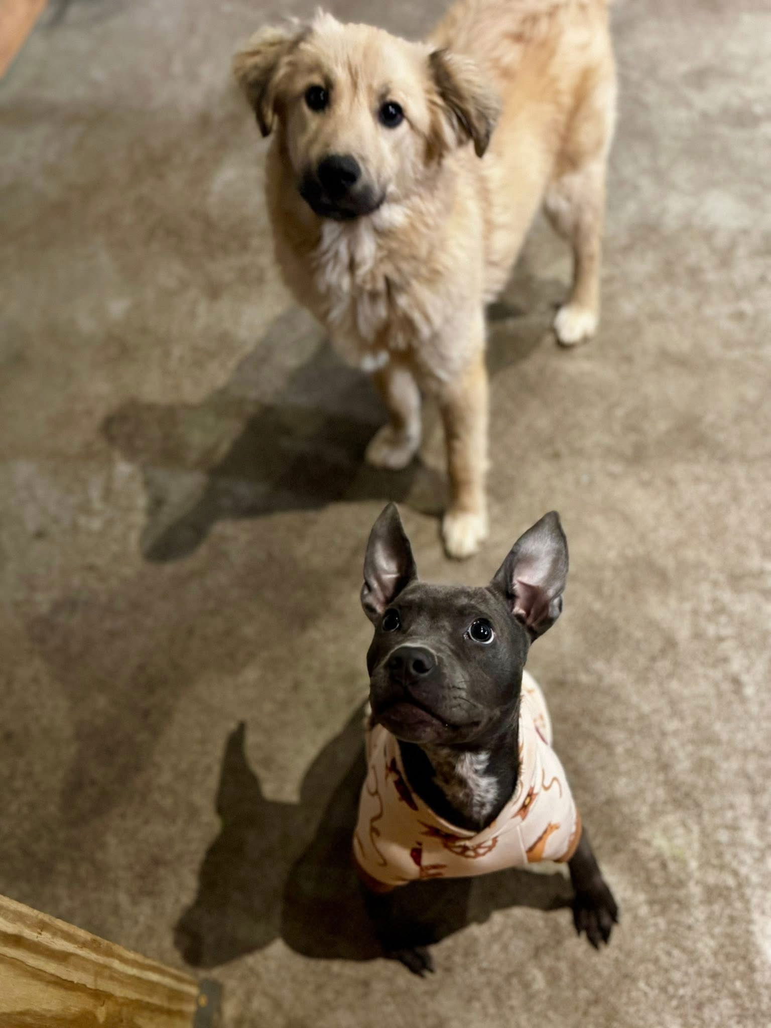 Astra - Pit Bull Terrier