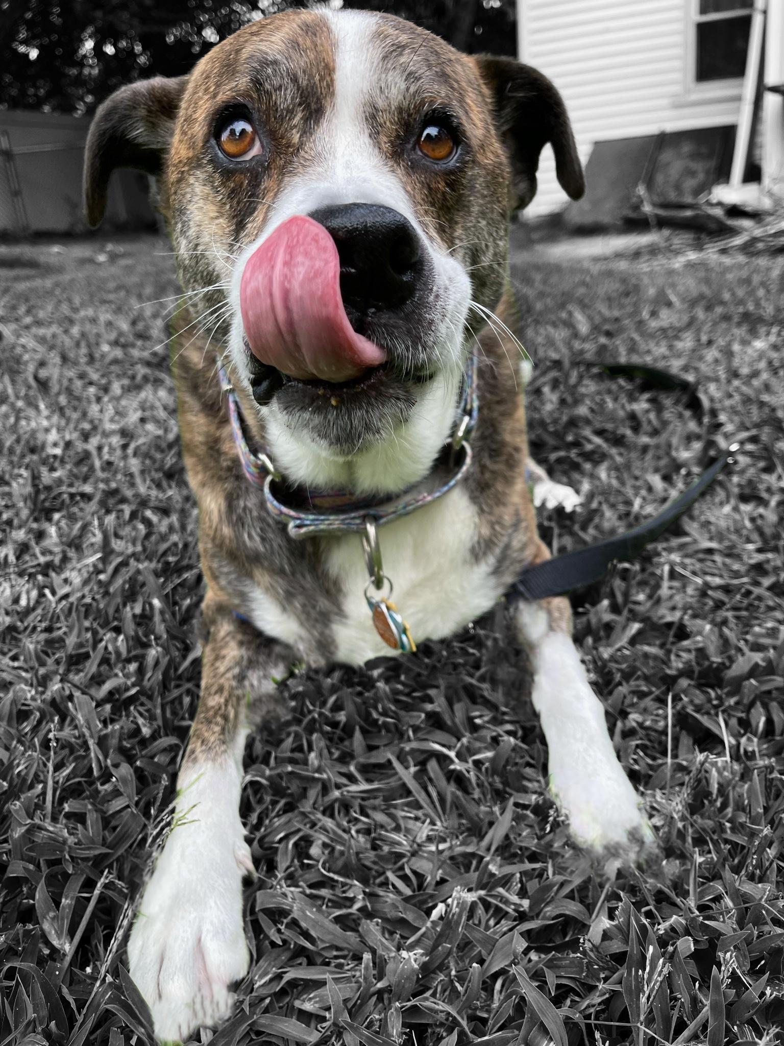 Maya