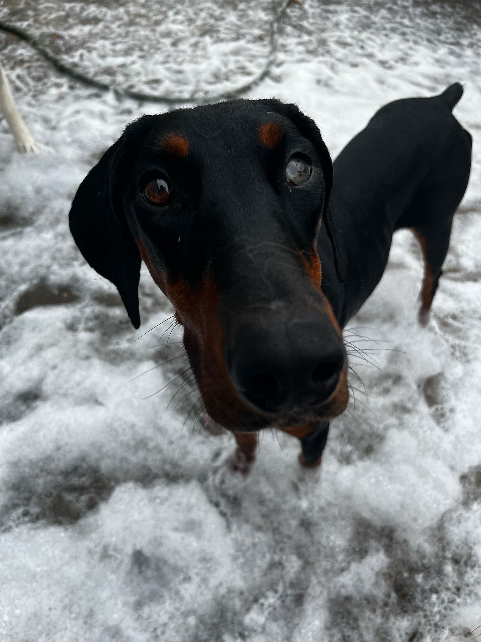 Peach - Doberman Pinscher