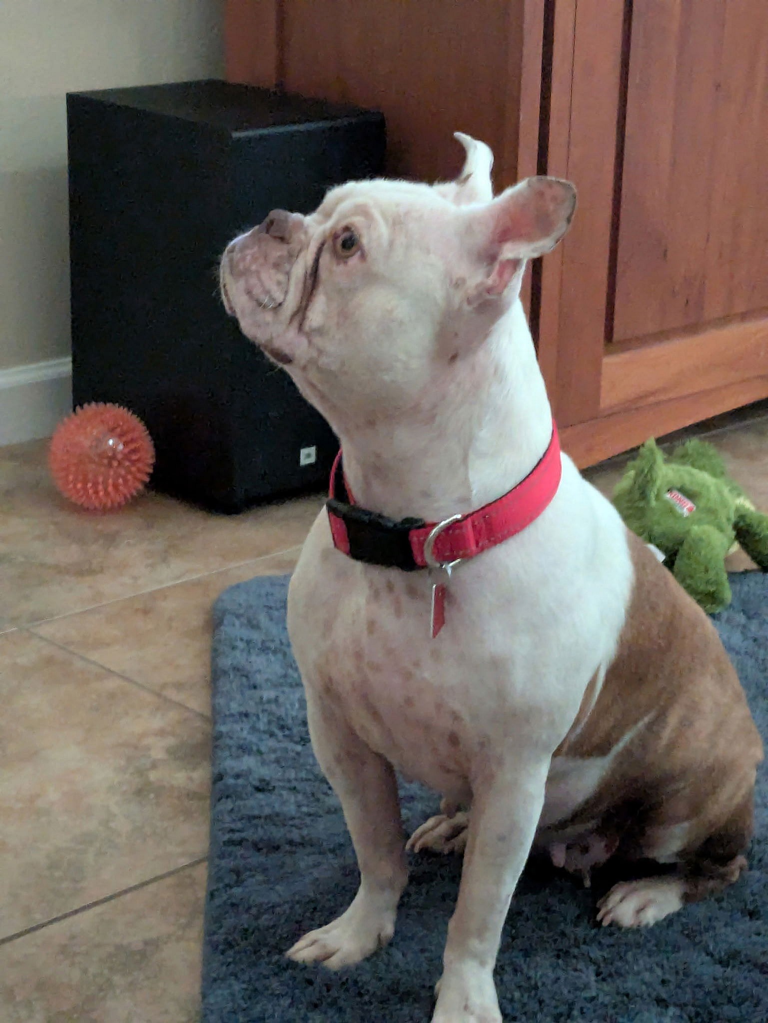 Jazzy - Boston Terrier