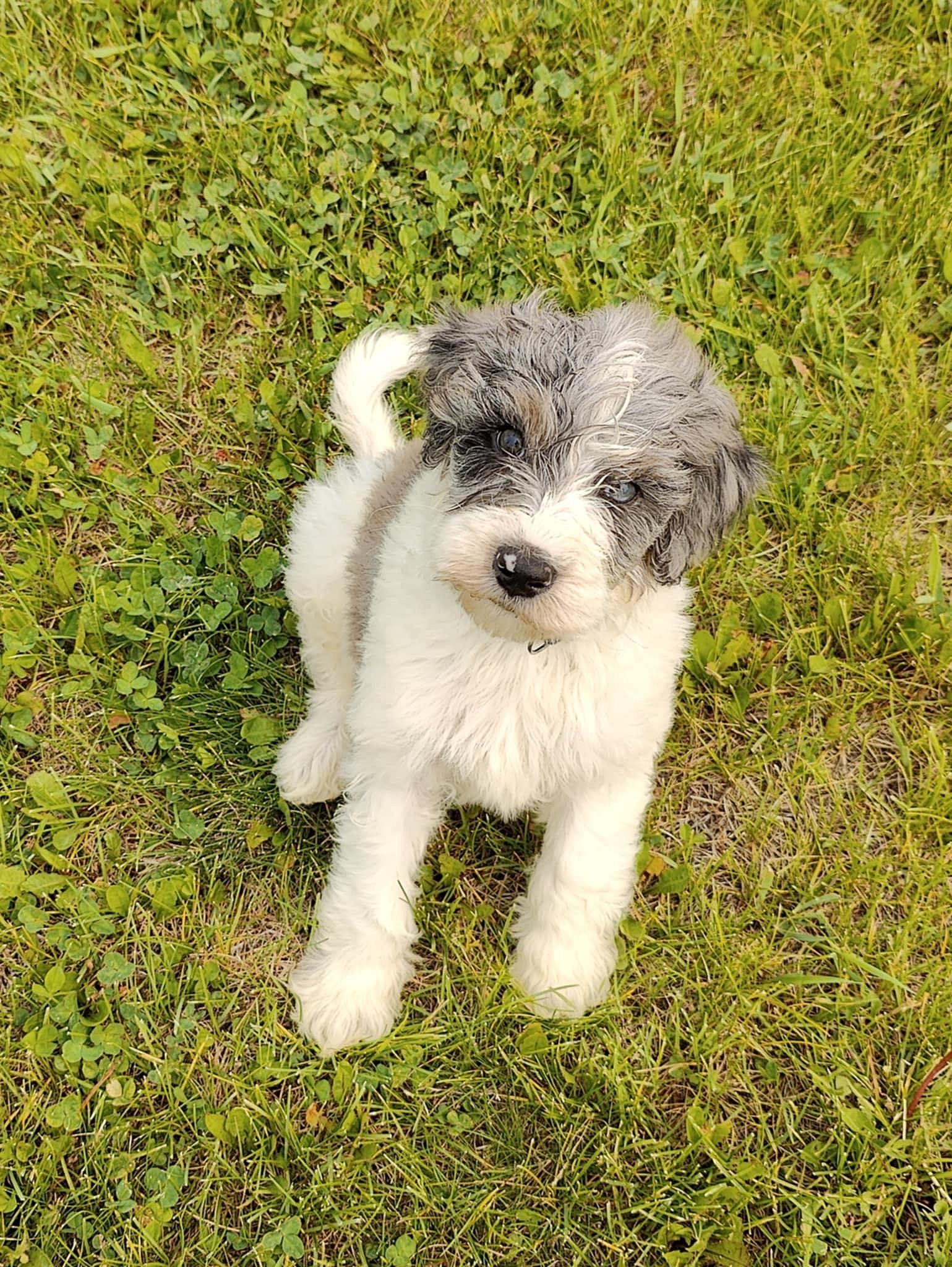 Nyiri - Golden Retriever