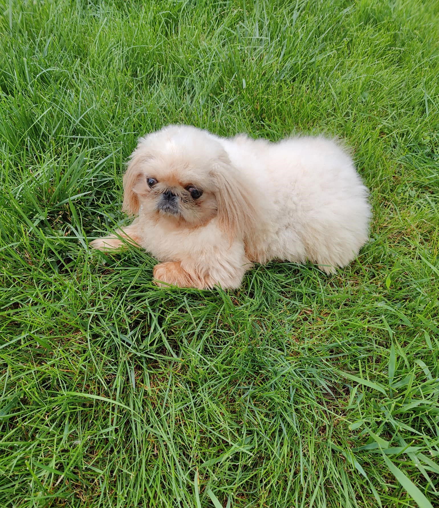 Dumpling - Pekingese