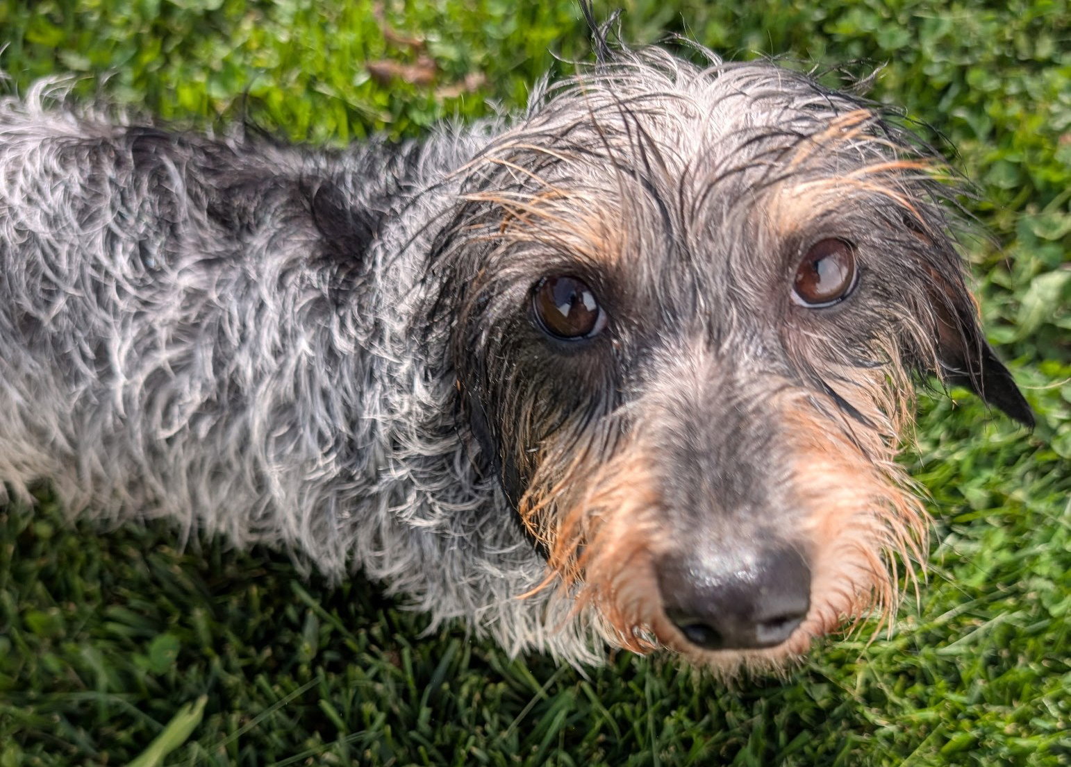 Poppy in TN - Dachshund