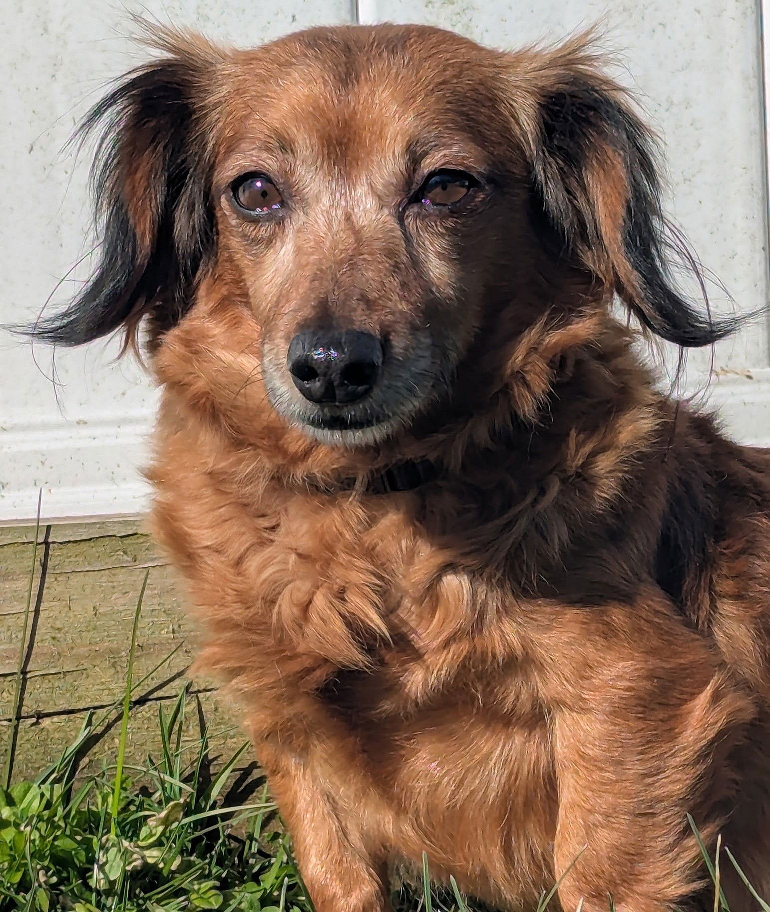 Giselle in TN - Dachshund