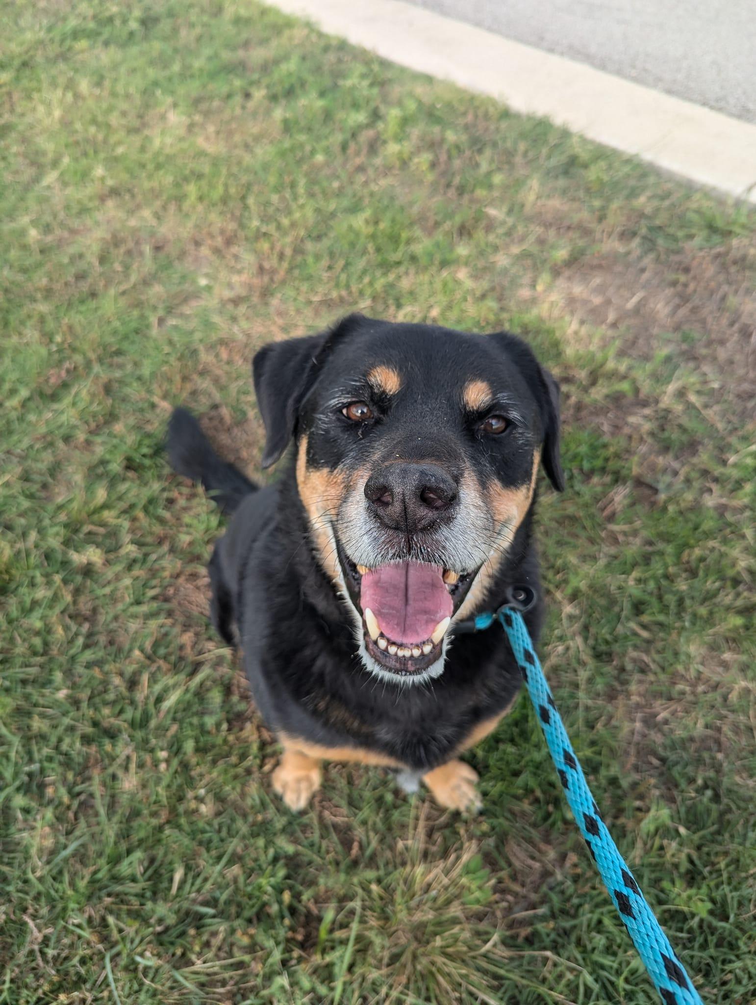 Chase up for Adoption