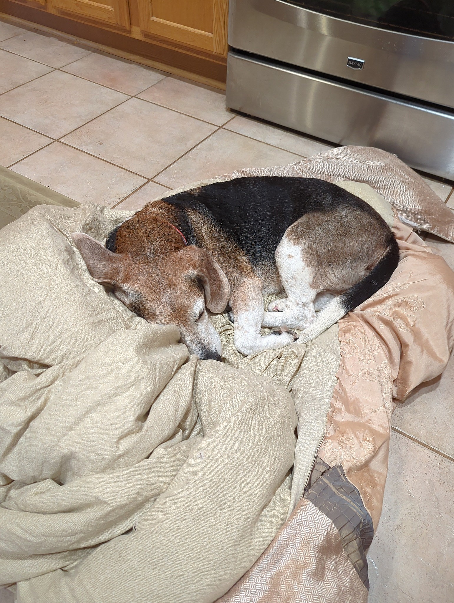 Snoopy up for Adoption