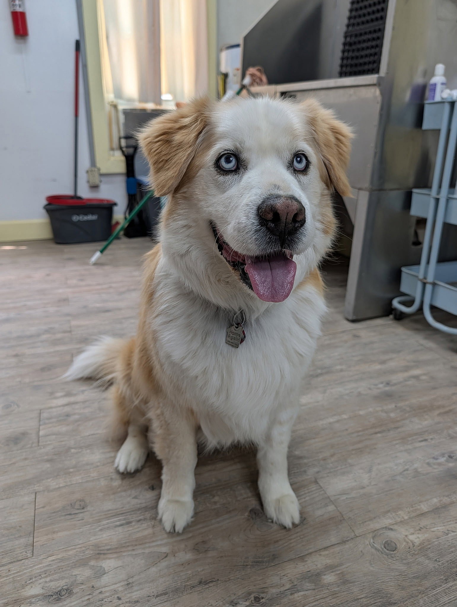 Darwin - Golden Retriever