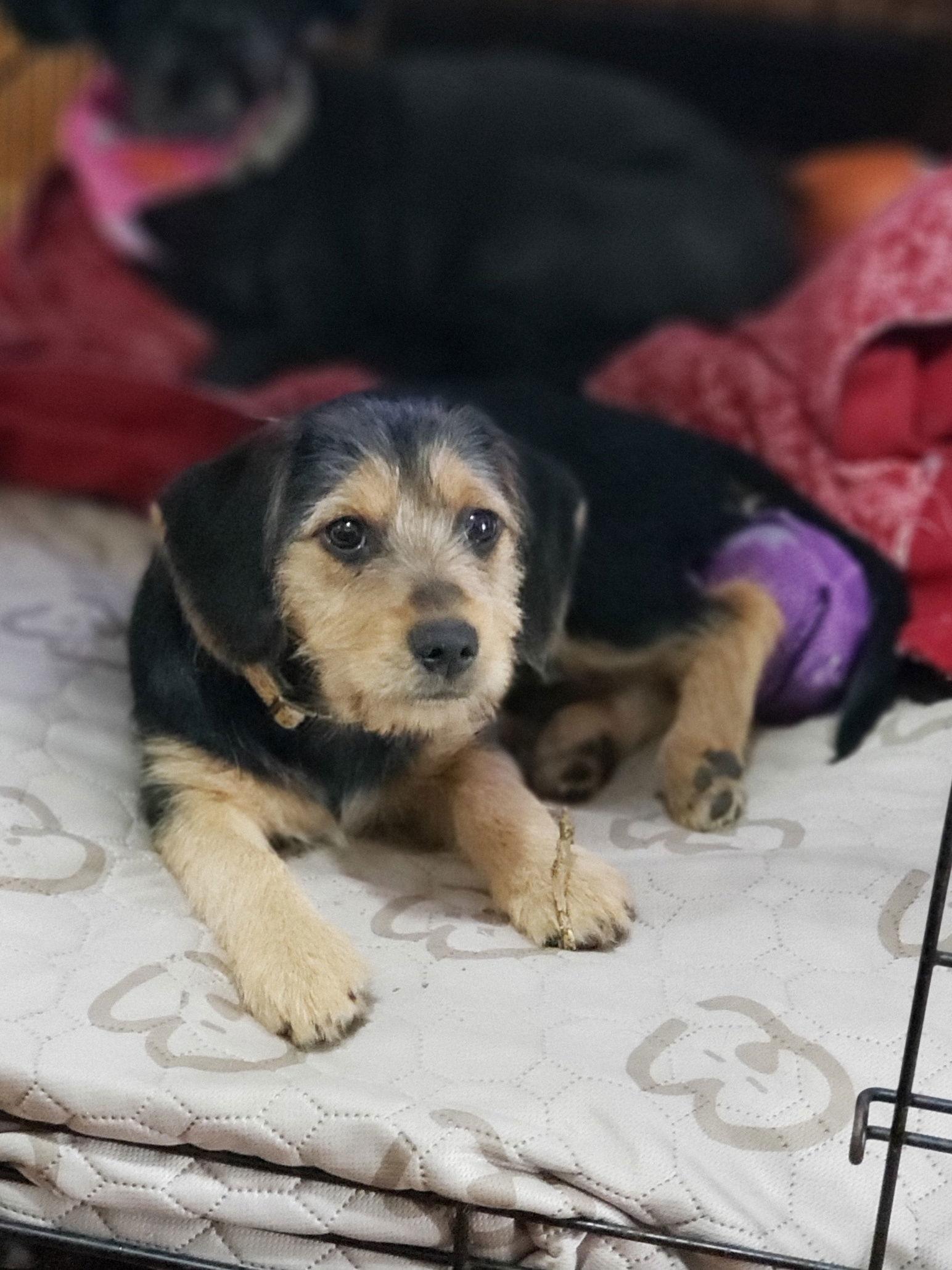 Grace (Beagle Mix Puppy)