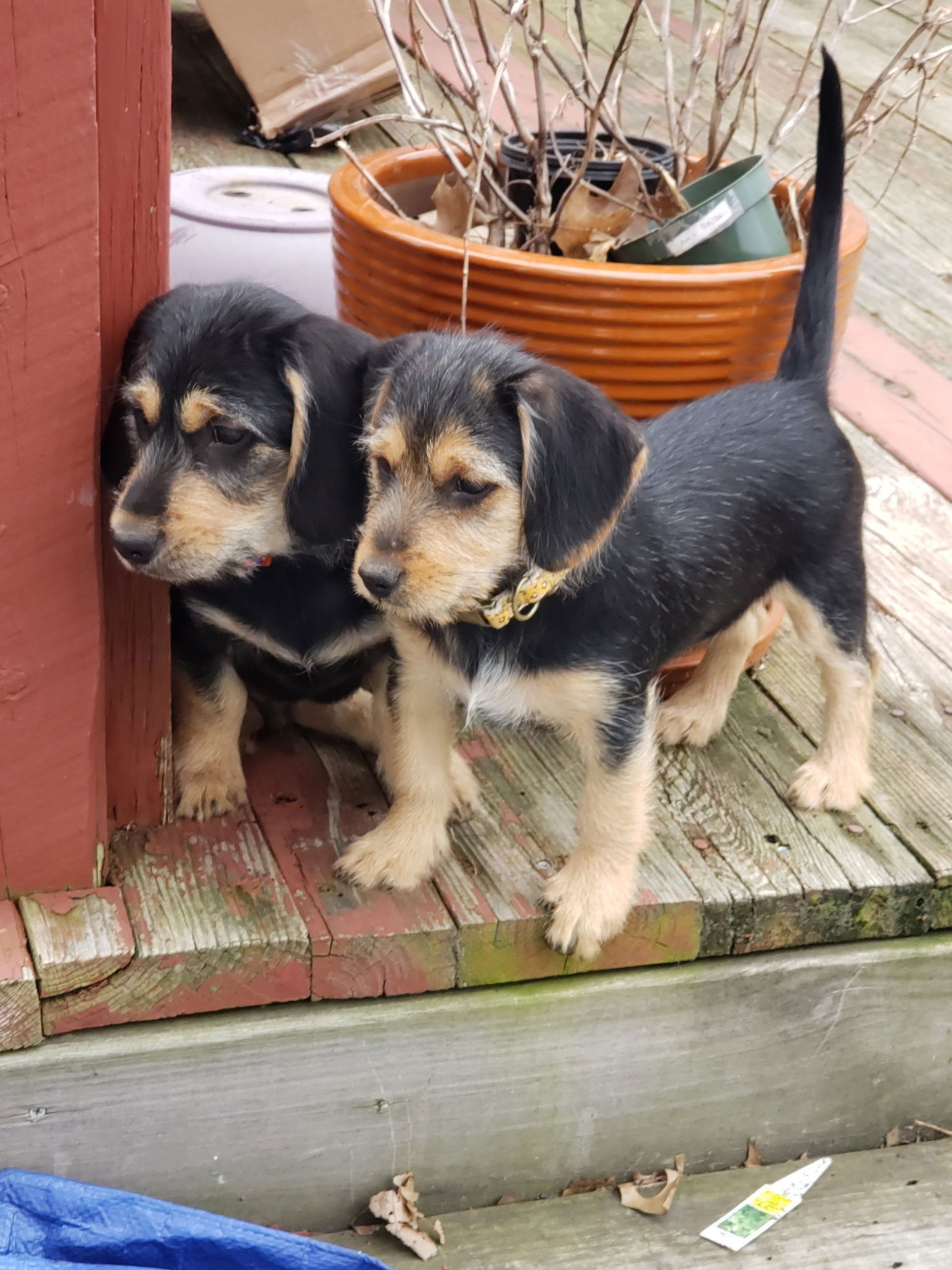 Grace (Beagle Mix Puppy)