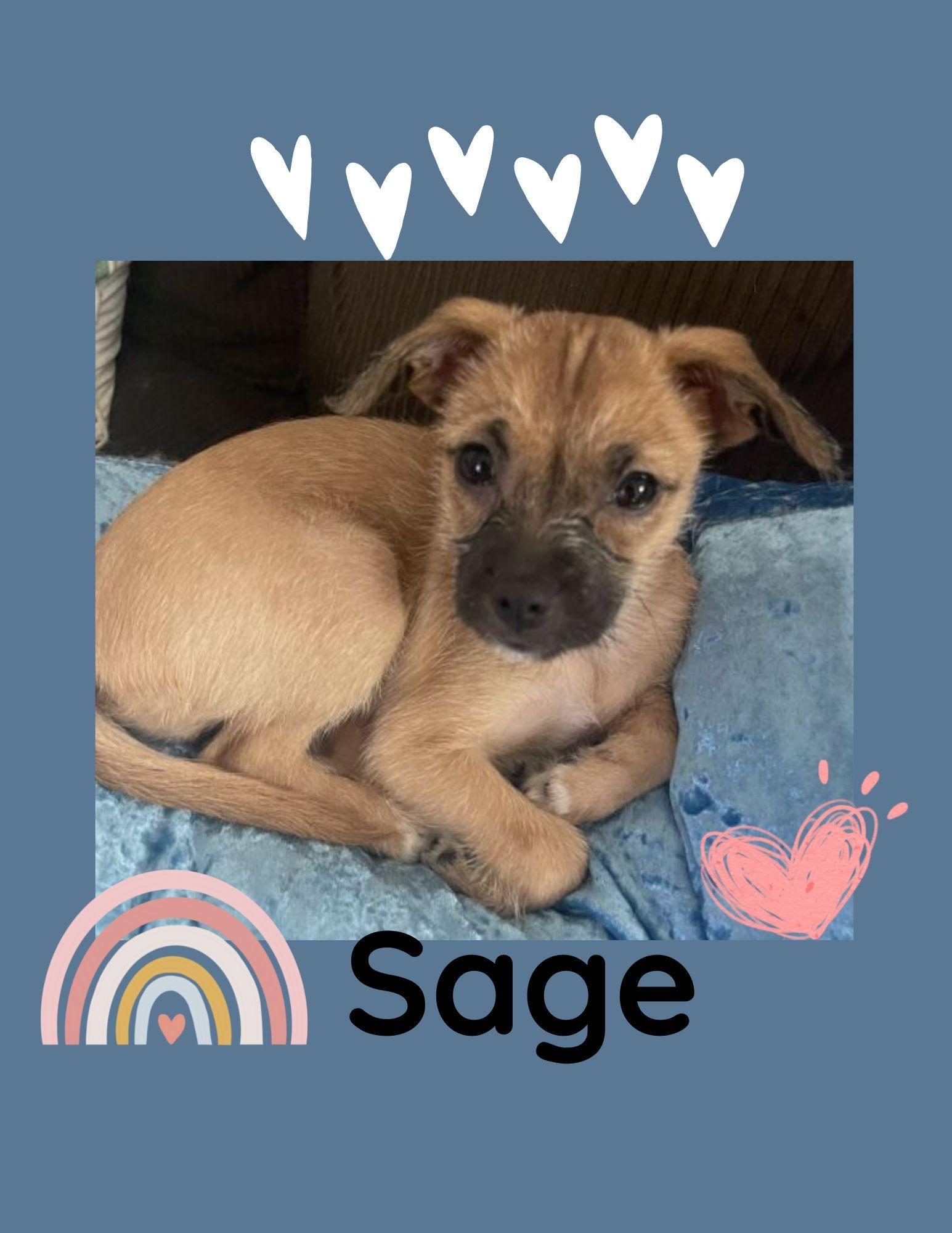 sage