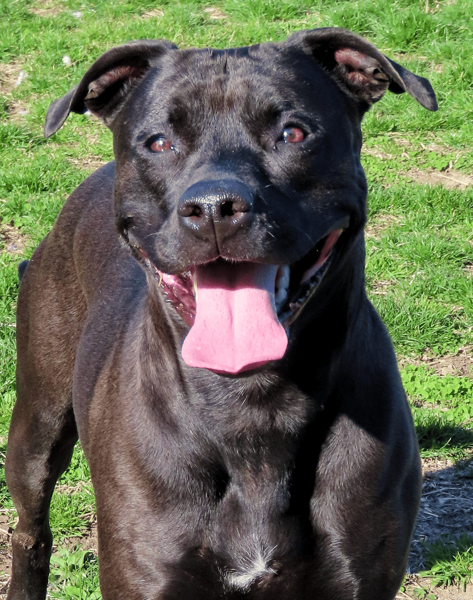 Oreo up for Adoption