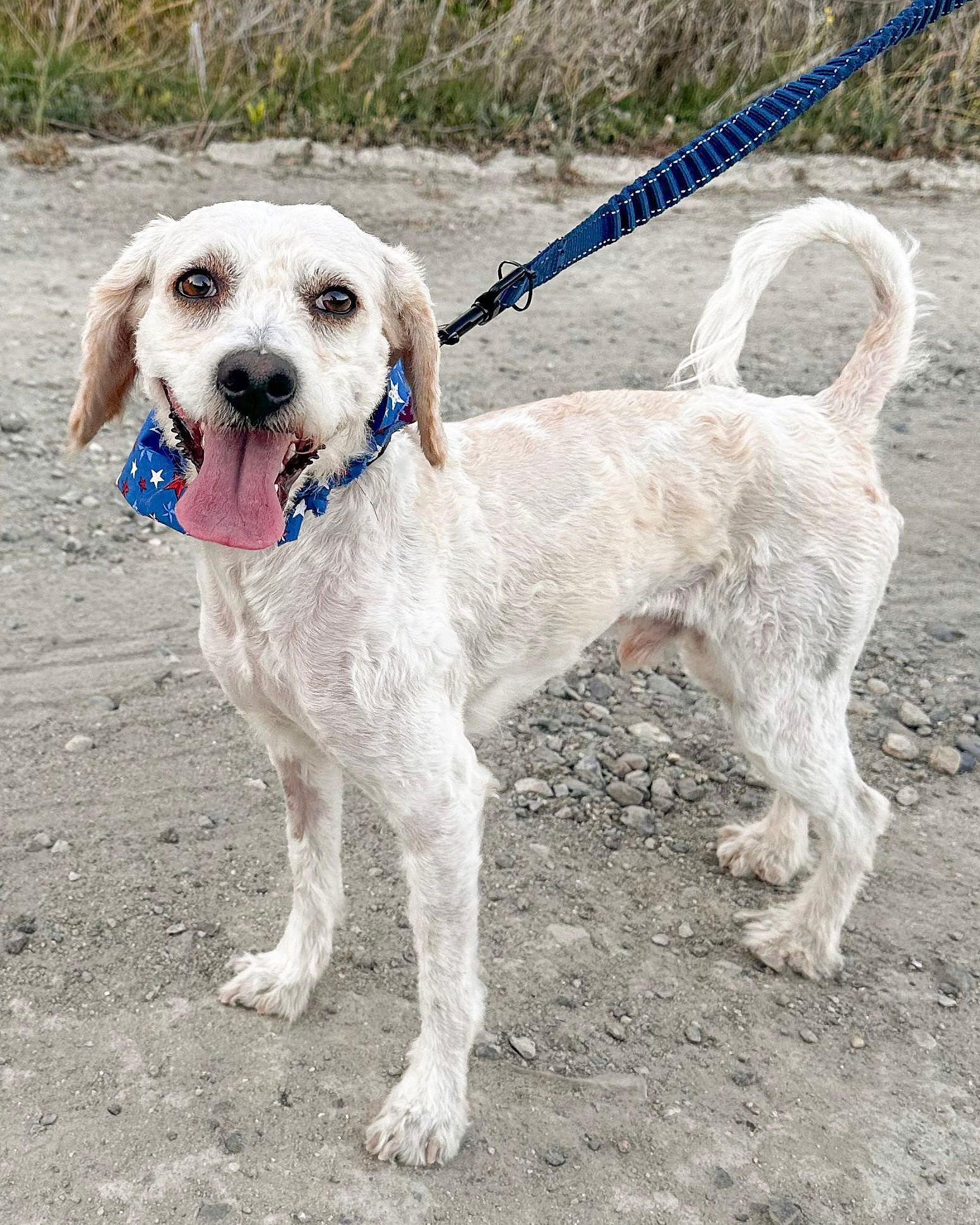 Ziggy - Poodle (Miniature)