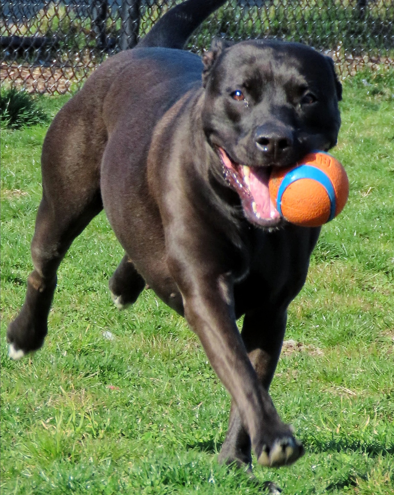 Oreo up for Adoption