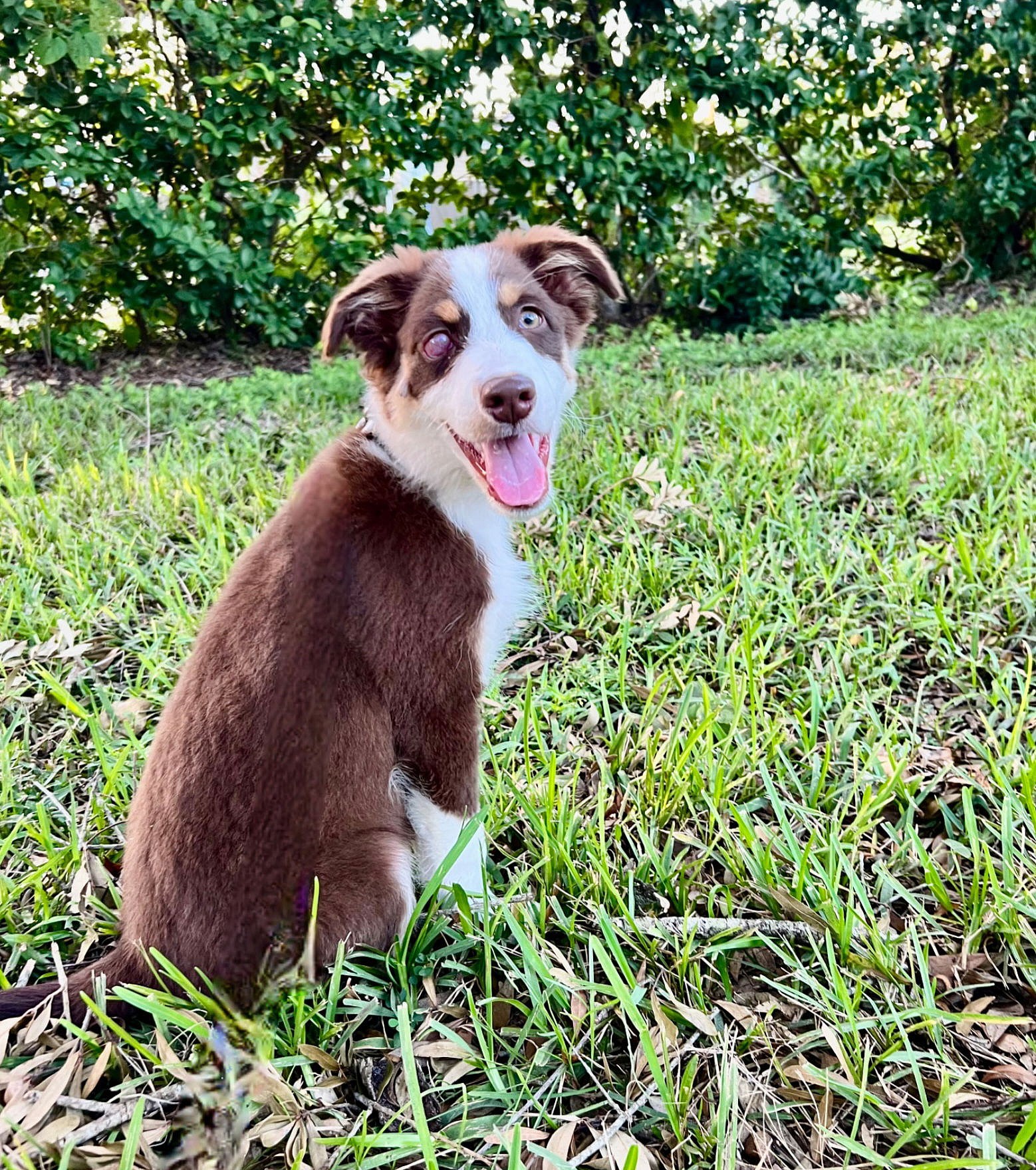 Sheriff needs a foster