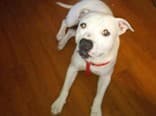 Casper up for Adoption