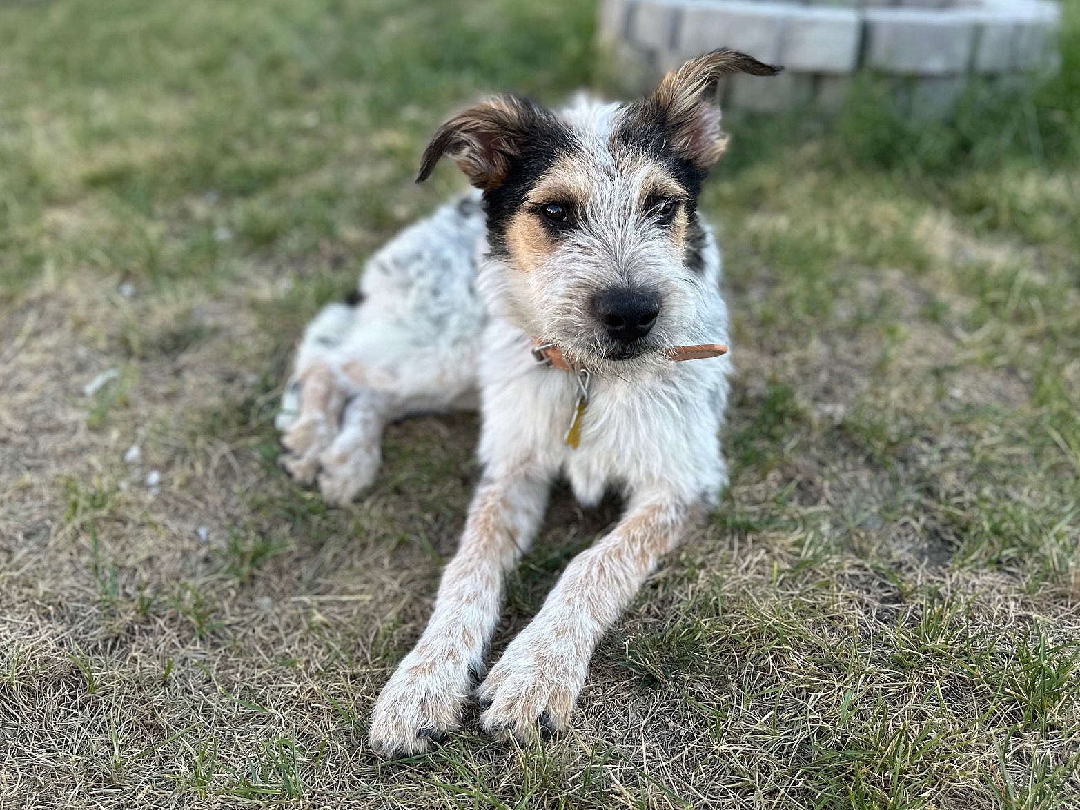 Mumfurd - Cattle Dog