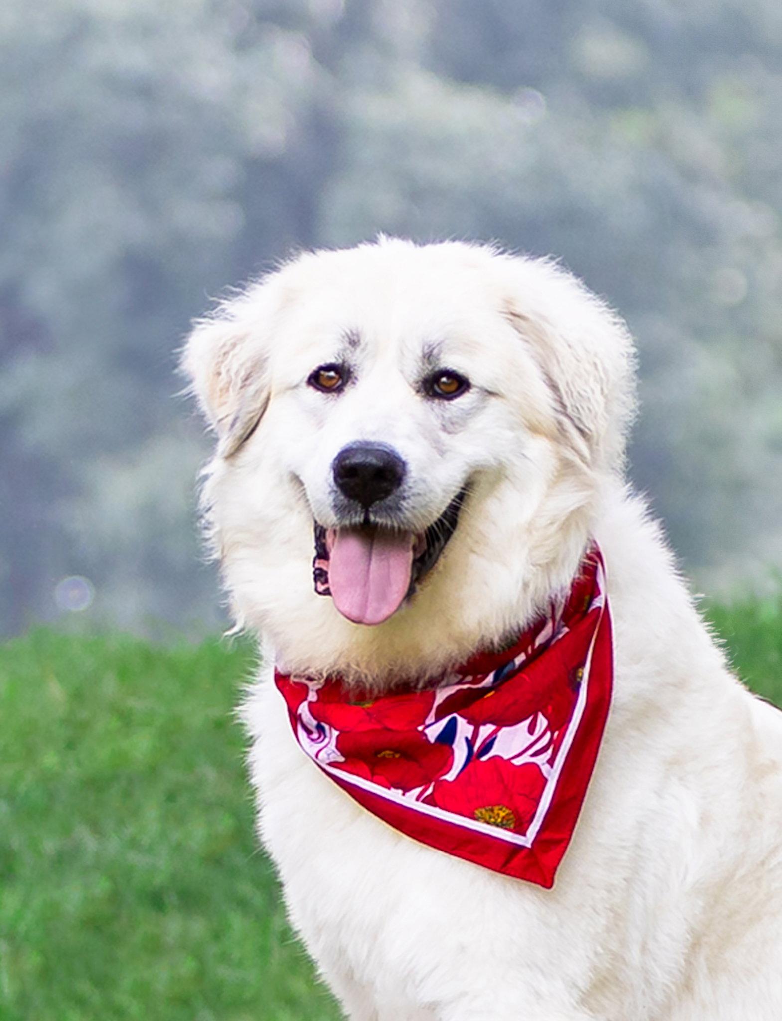 Winnie - Great Pyrenees