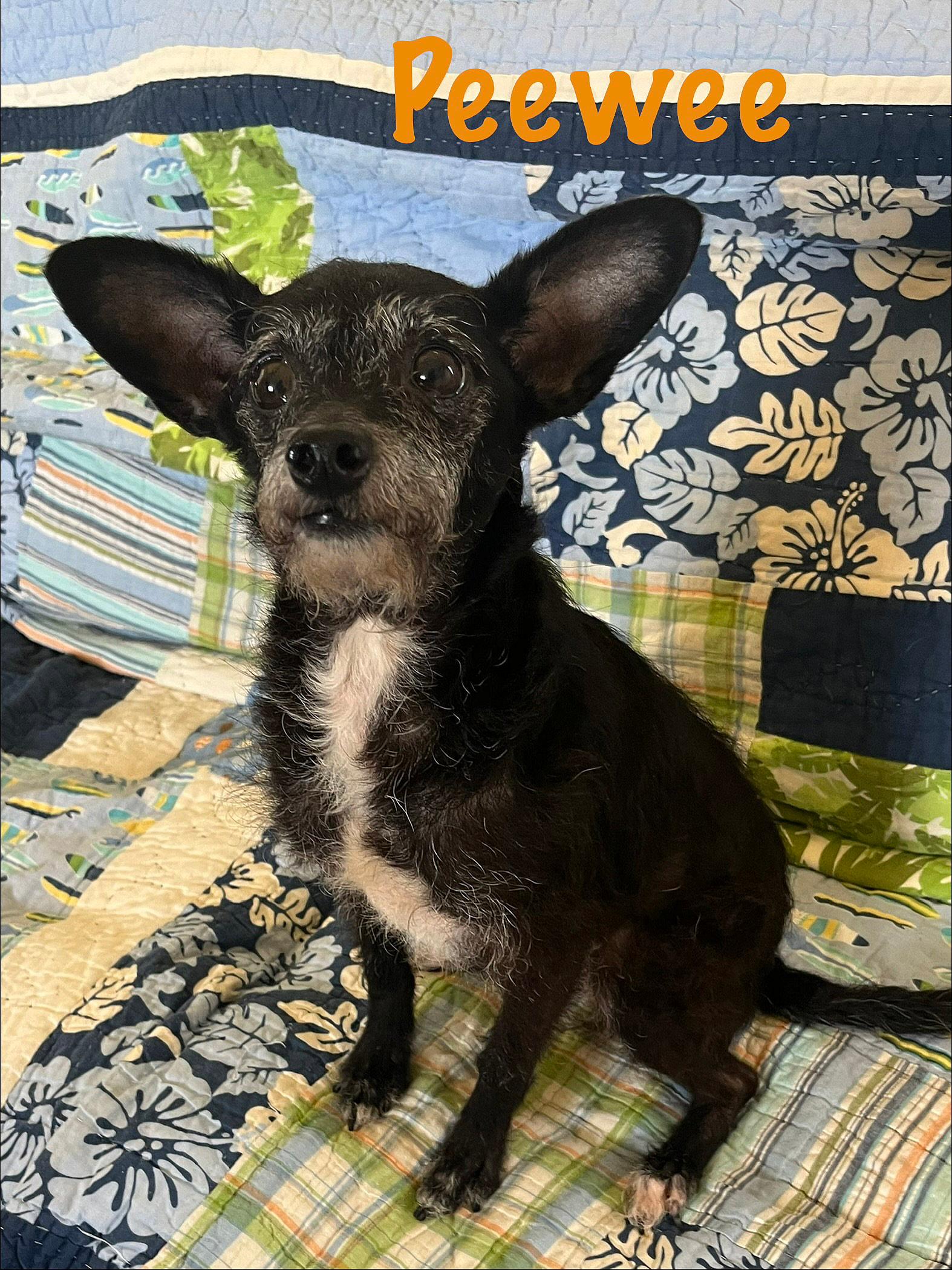 Peewee - Terrier