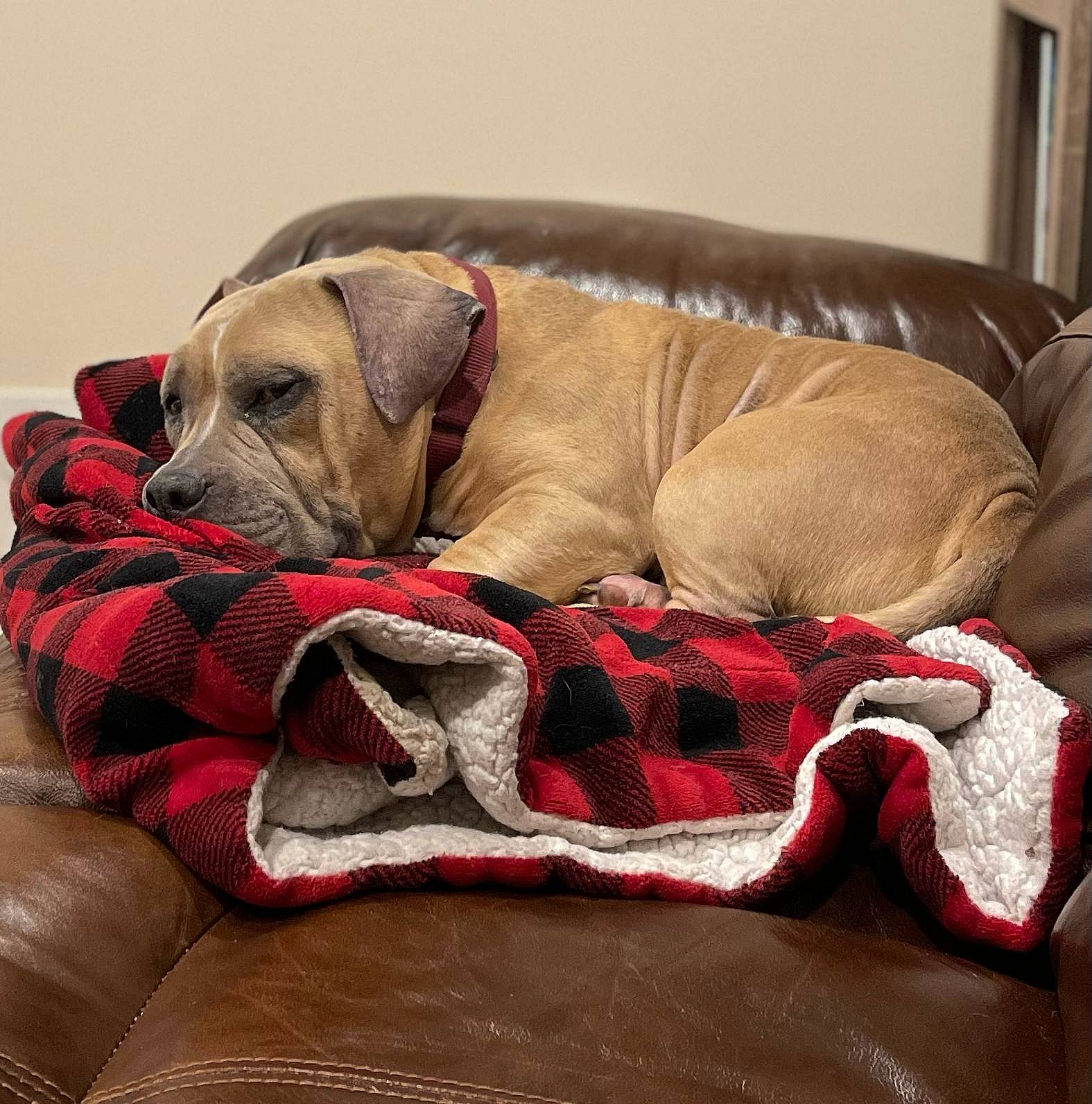 Sammy WAGar - American Staffordshire Terrier