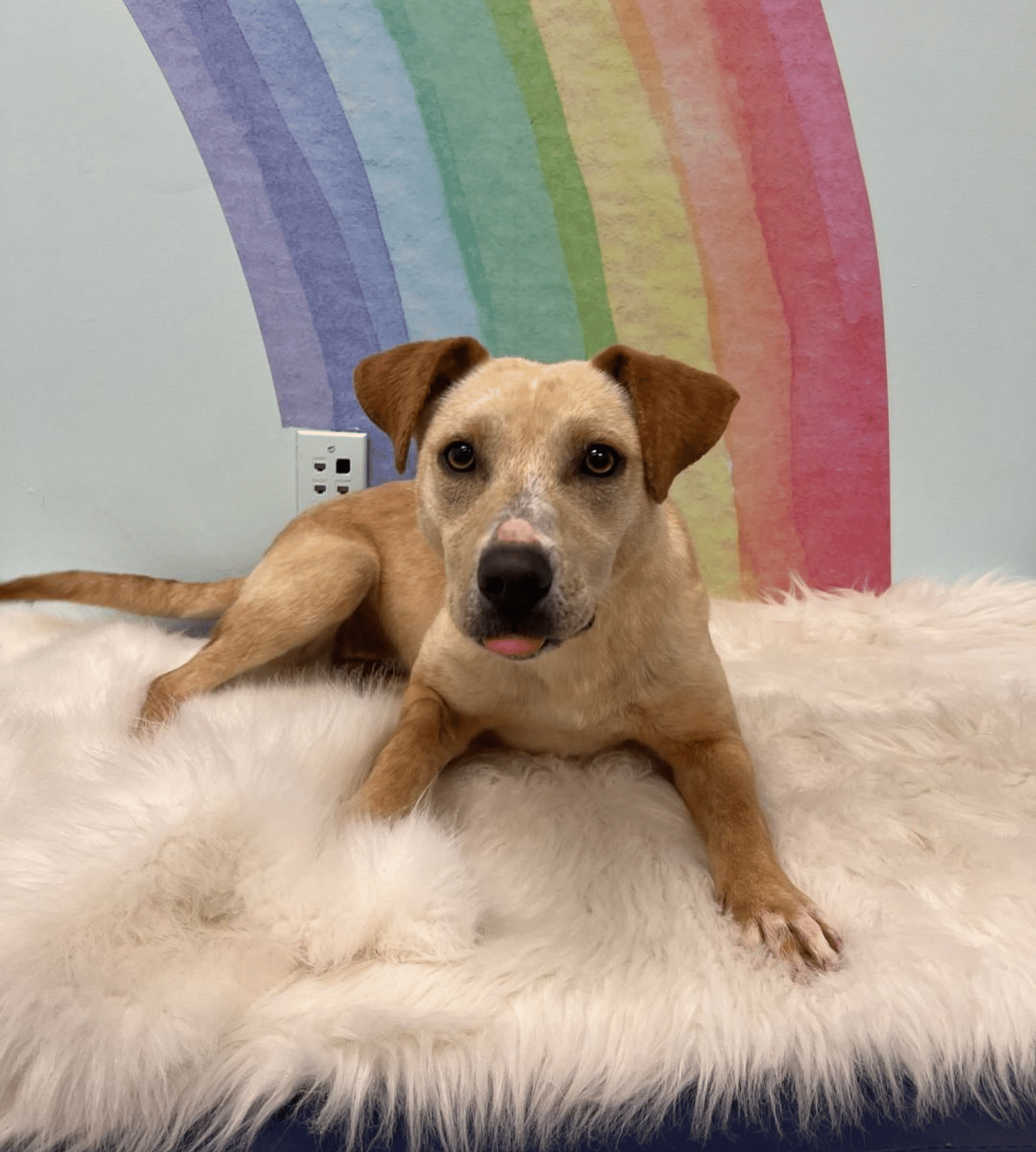 Odessa up for Adoption