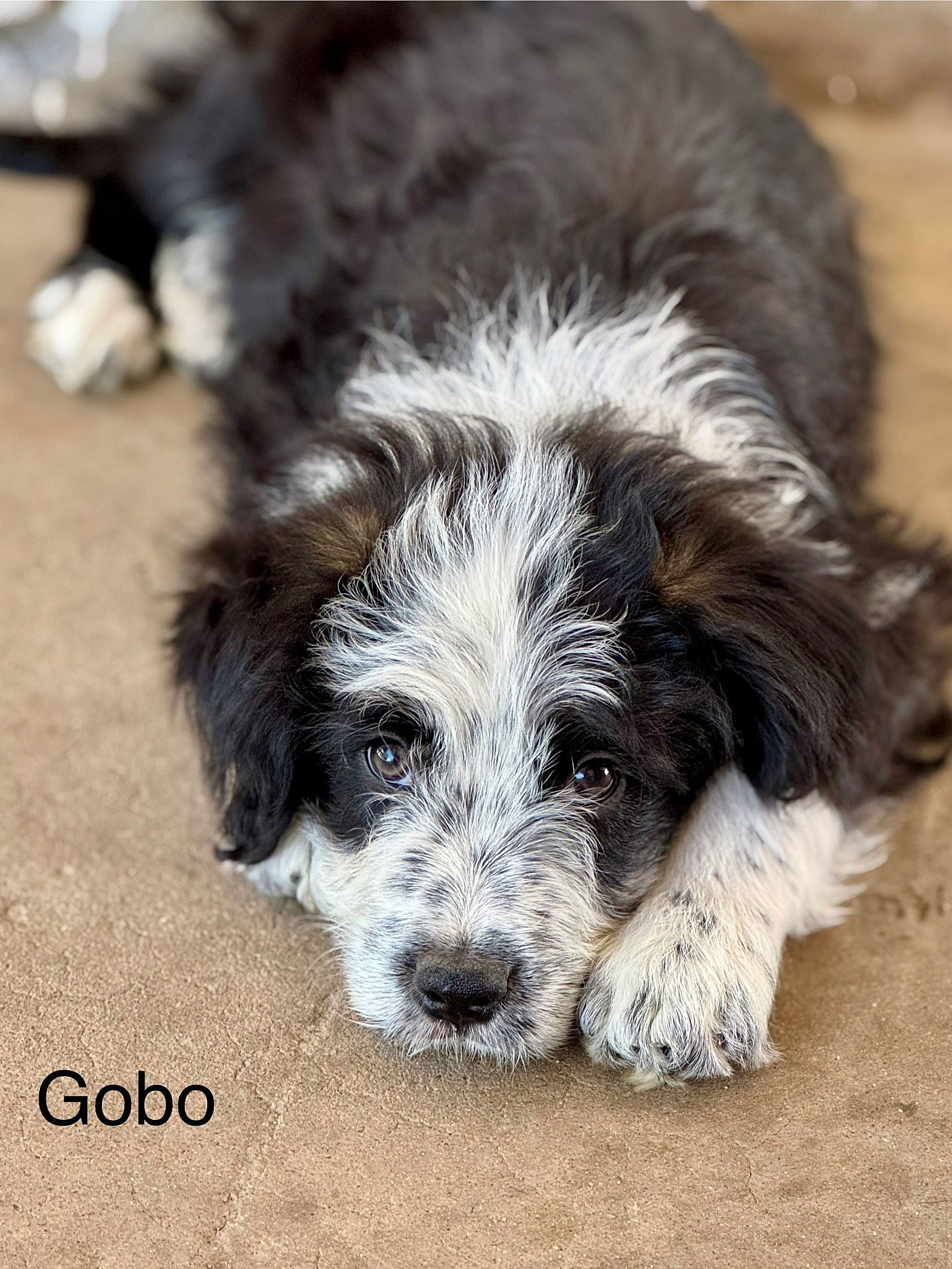 Gobo Fraggle - Terrier