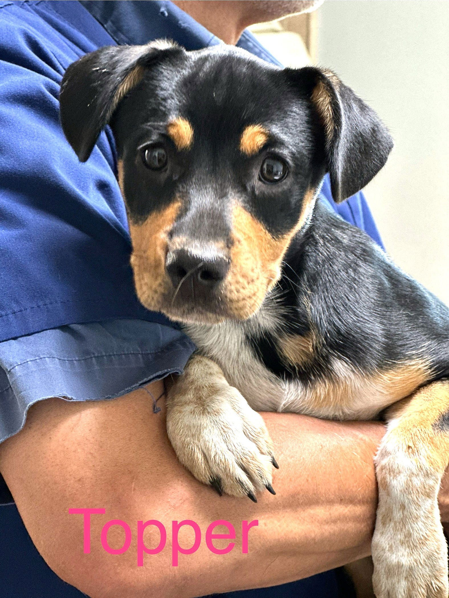 Topper Dreamweaver *LOCAL* - Terrier