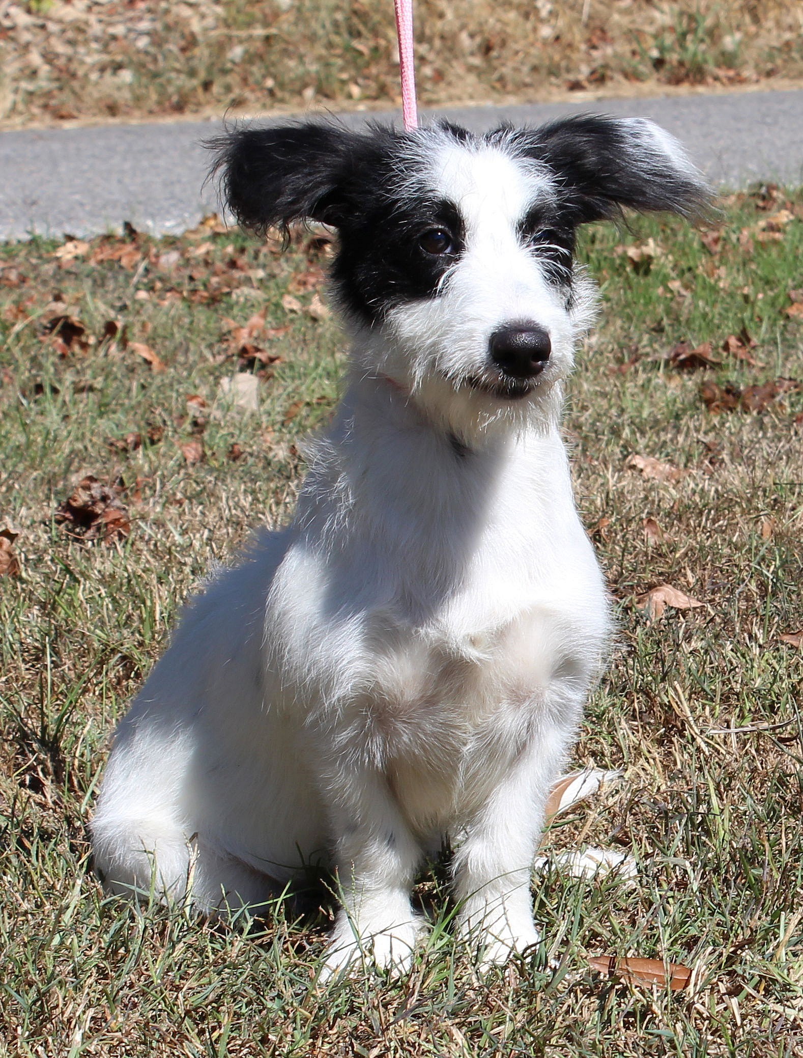 Jenny Craig 42565 - Terrier