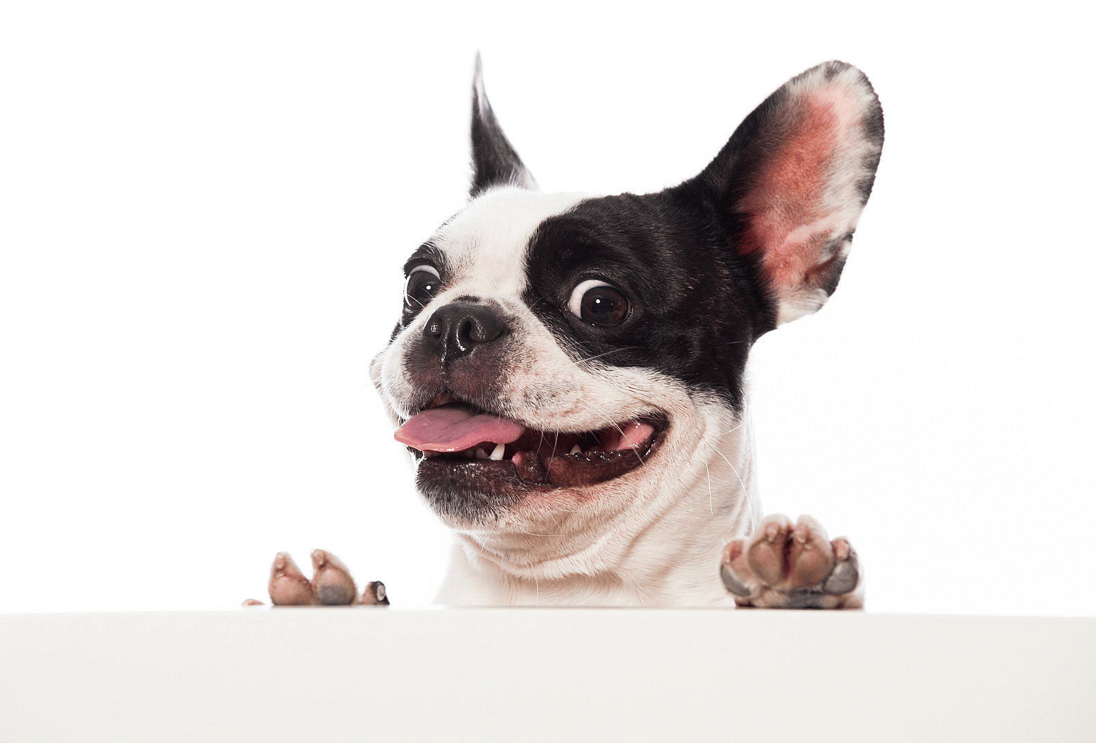 french bulldogs are needy velcro dogs