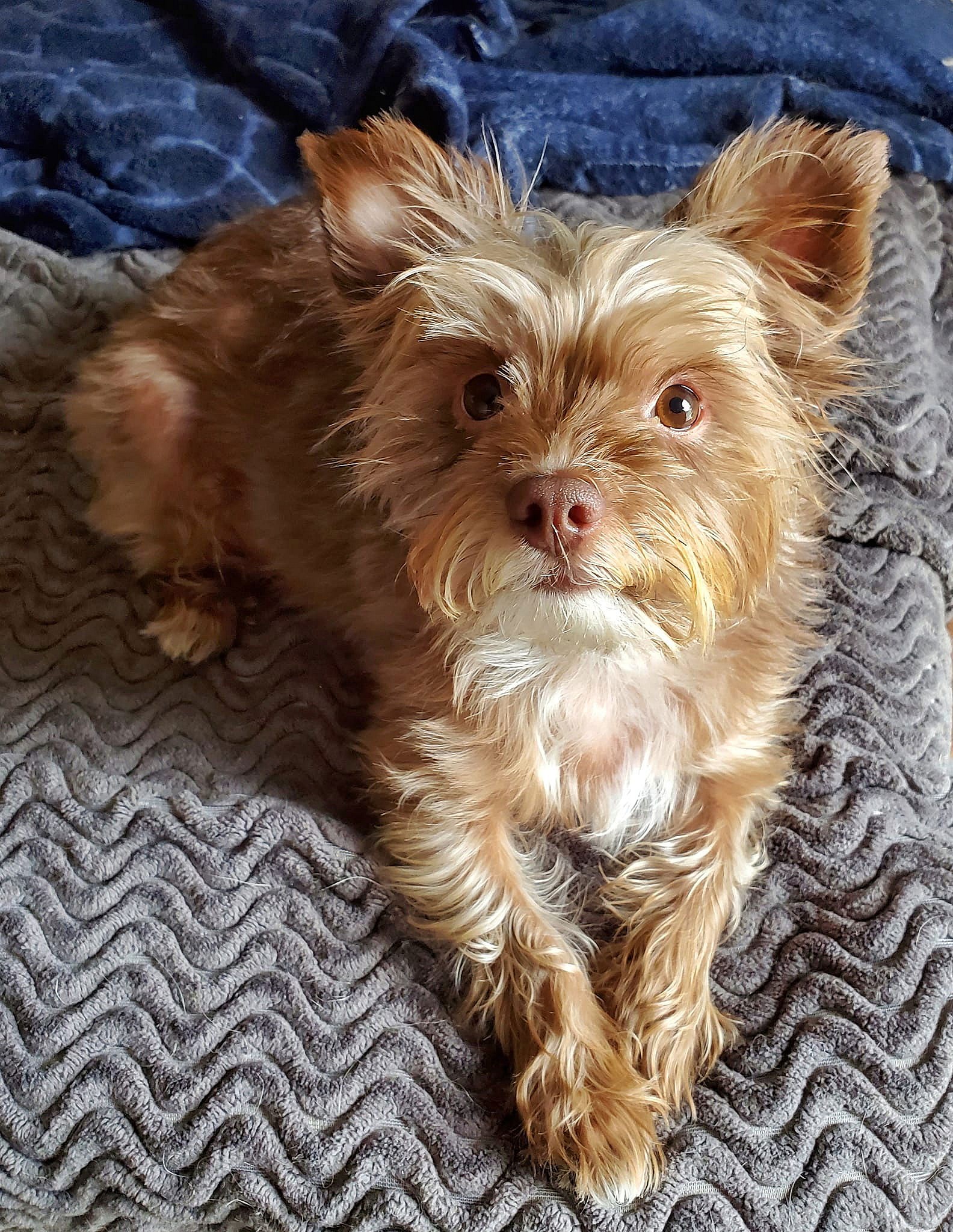 Mollie - Yorkshire Terrier Yorkie