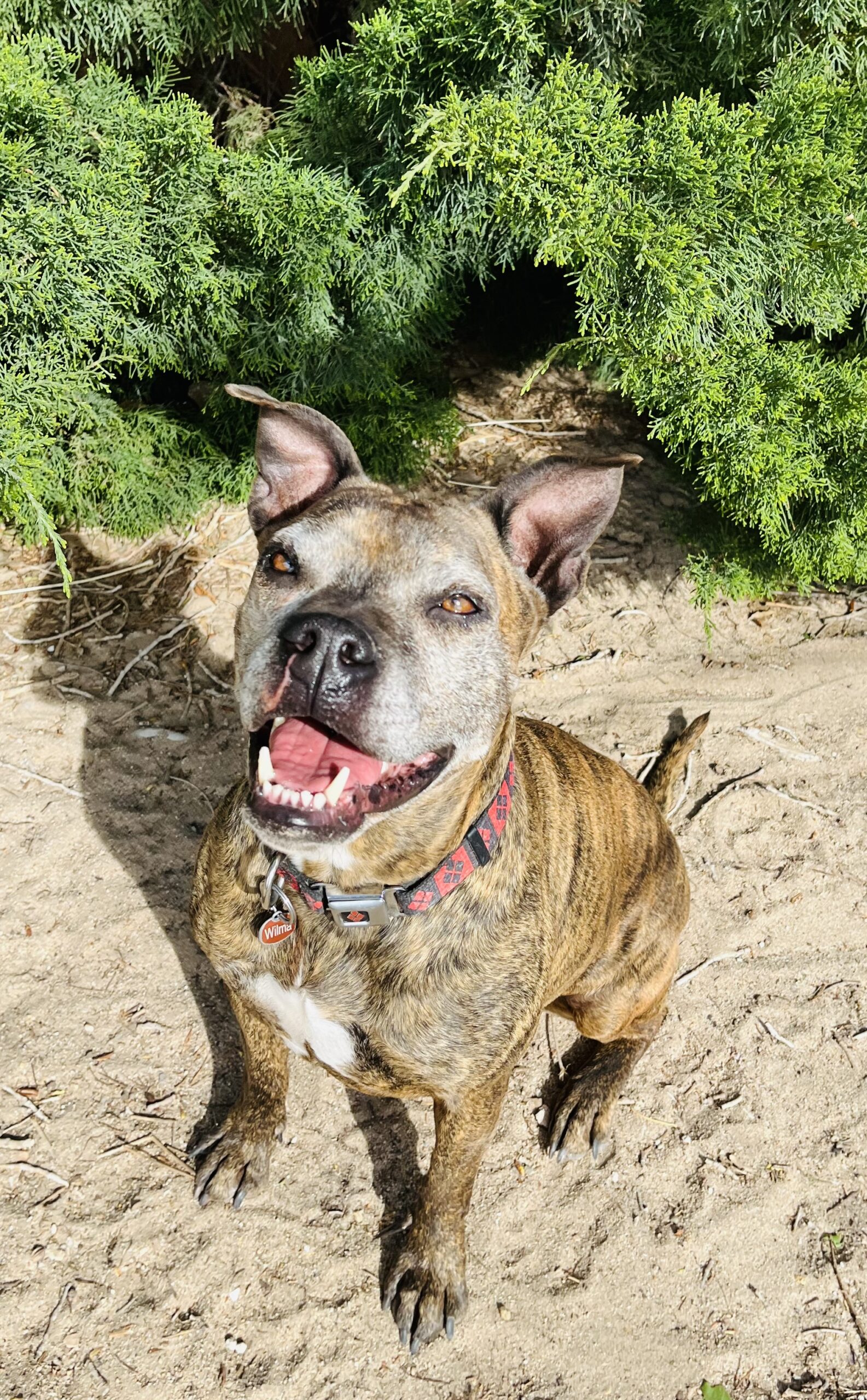 Wilma