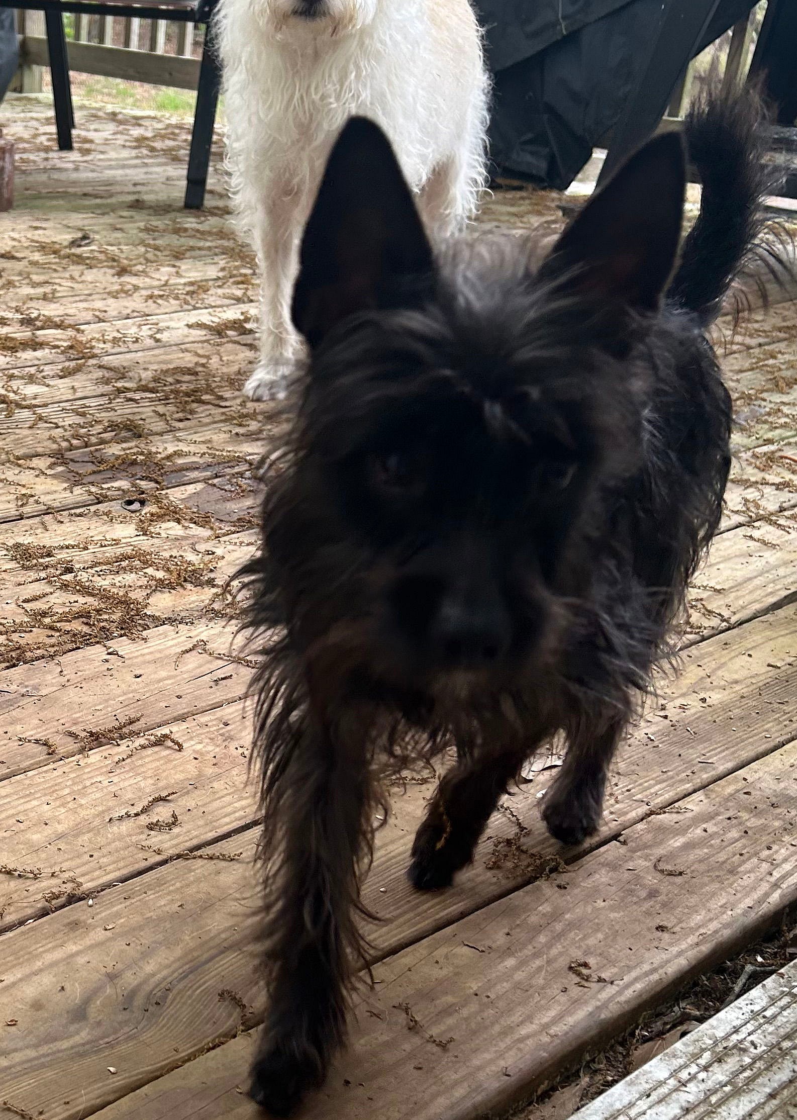 Reynolds - Cairn Terrier