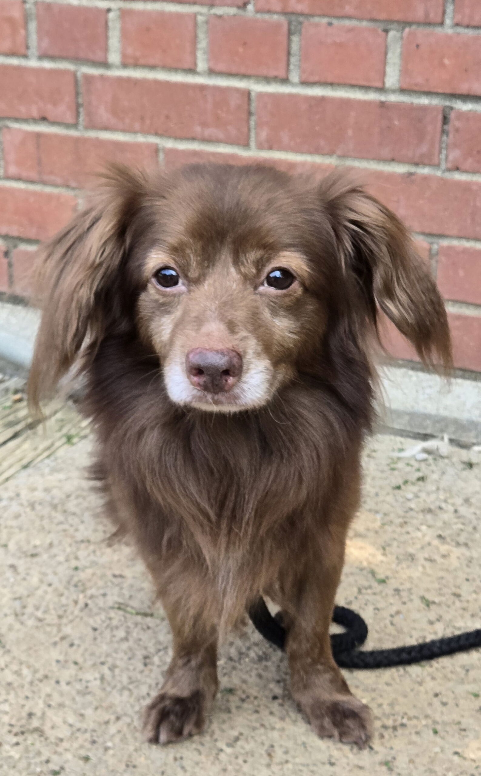Prince Harry - Dachshund
