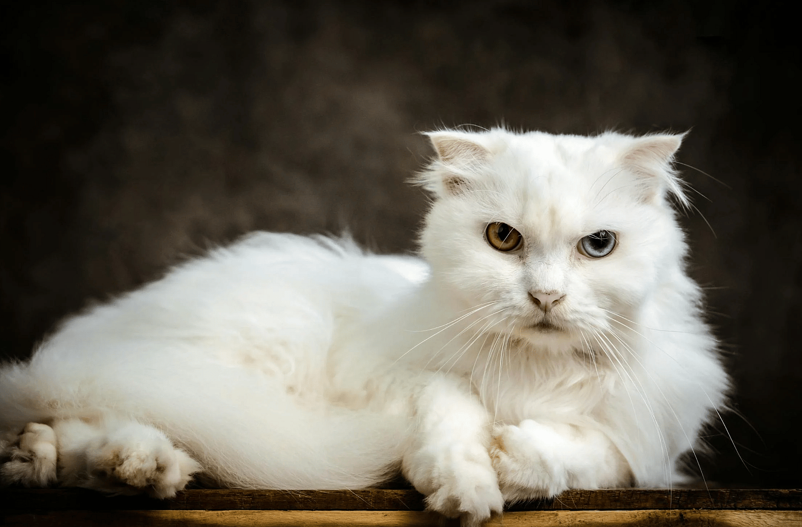 a white cat