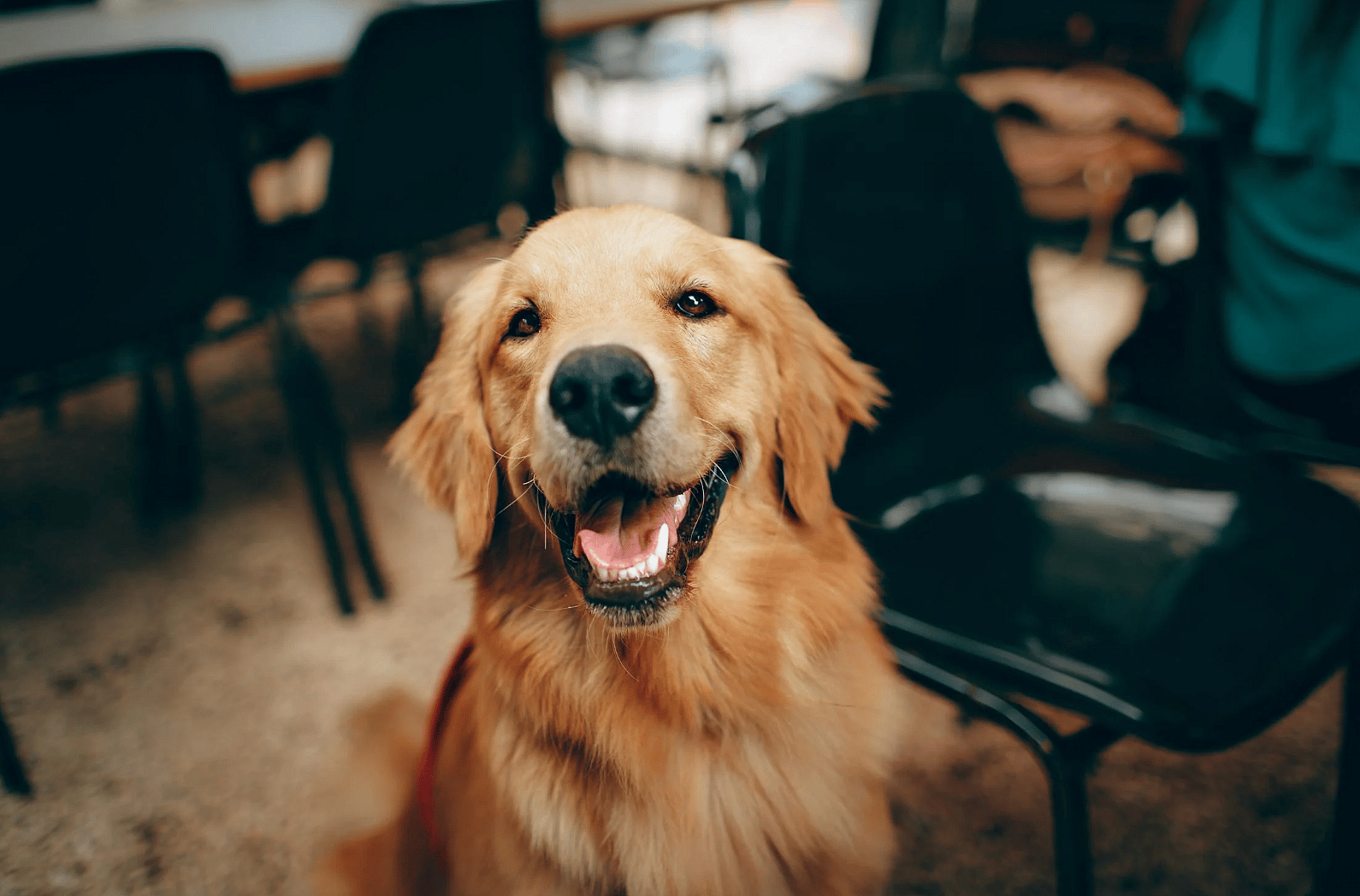 a smiley golden retriever