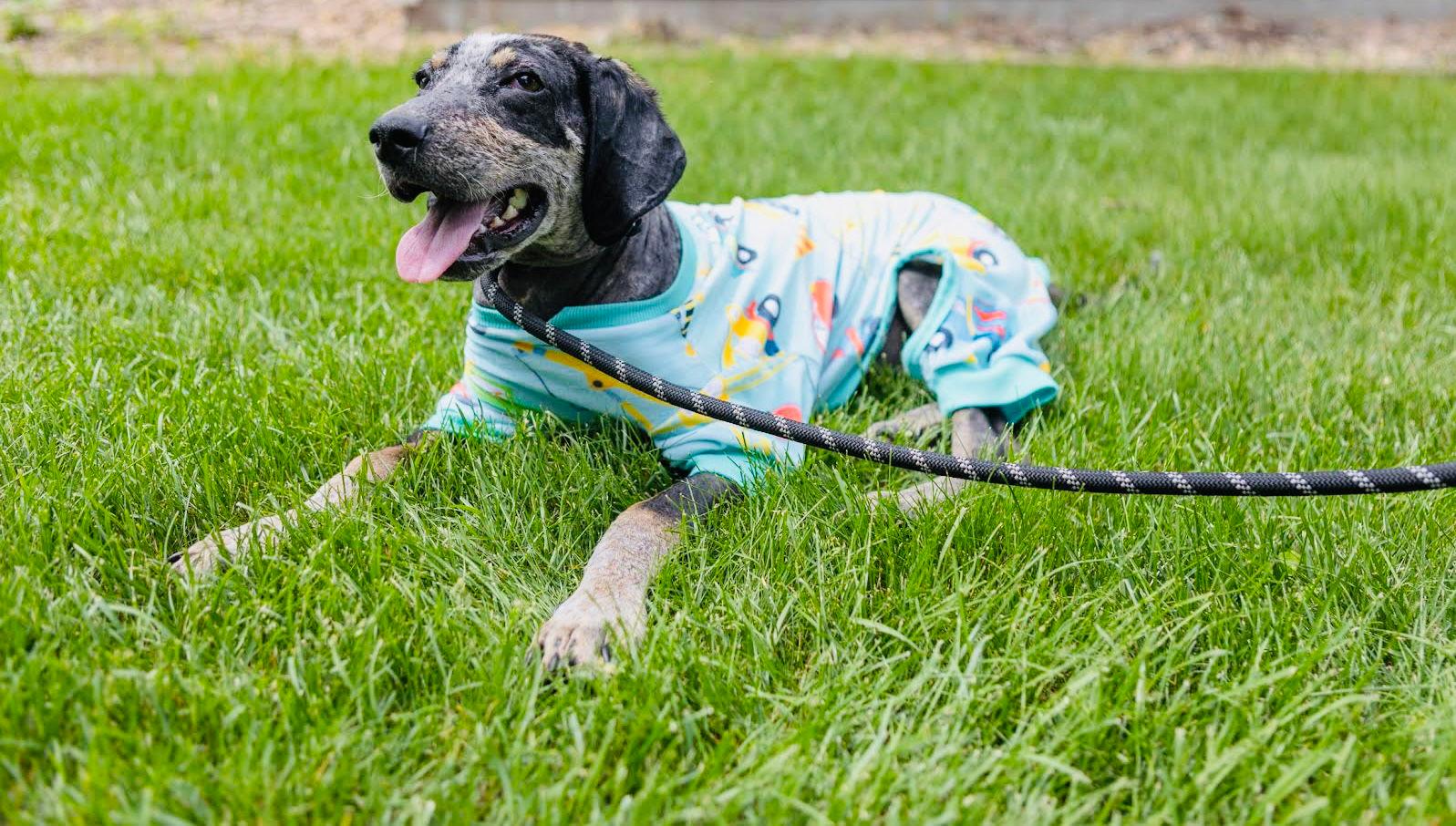 Tad Arthur - Bluetick Coonhound