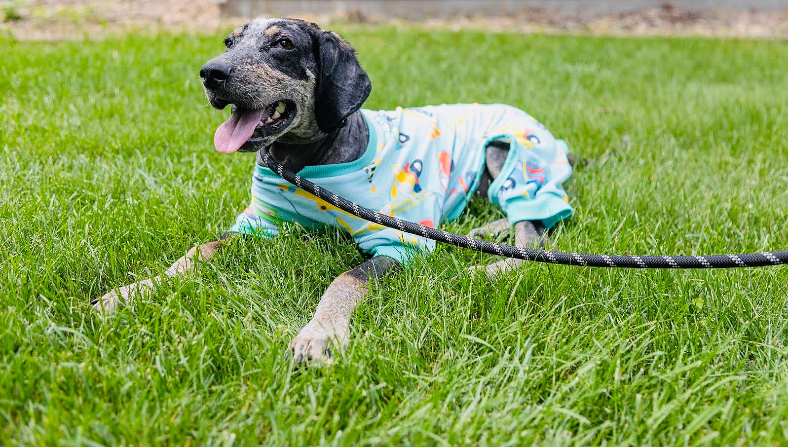 Tad Arthur - Bluetick Coonhound